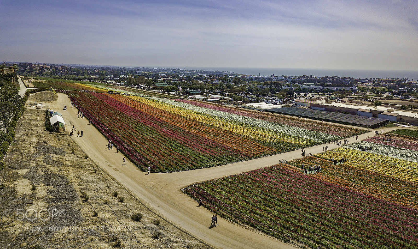 DJI FC220 sample photo. The flower fields of photography