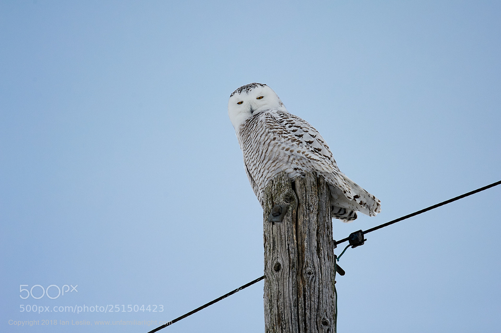 Nikon D700 sample photo. Stare down photography