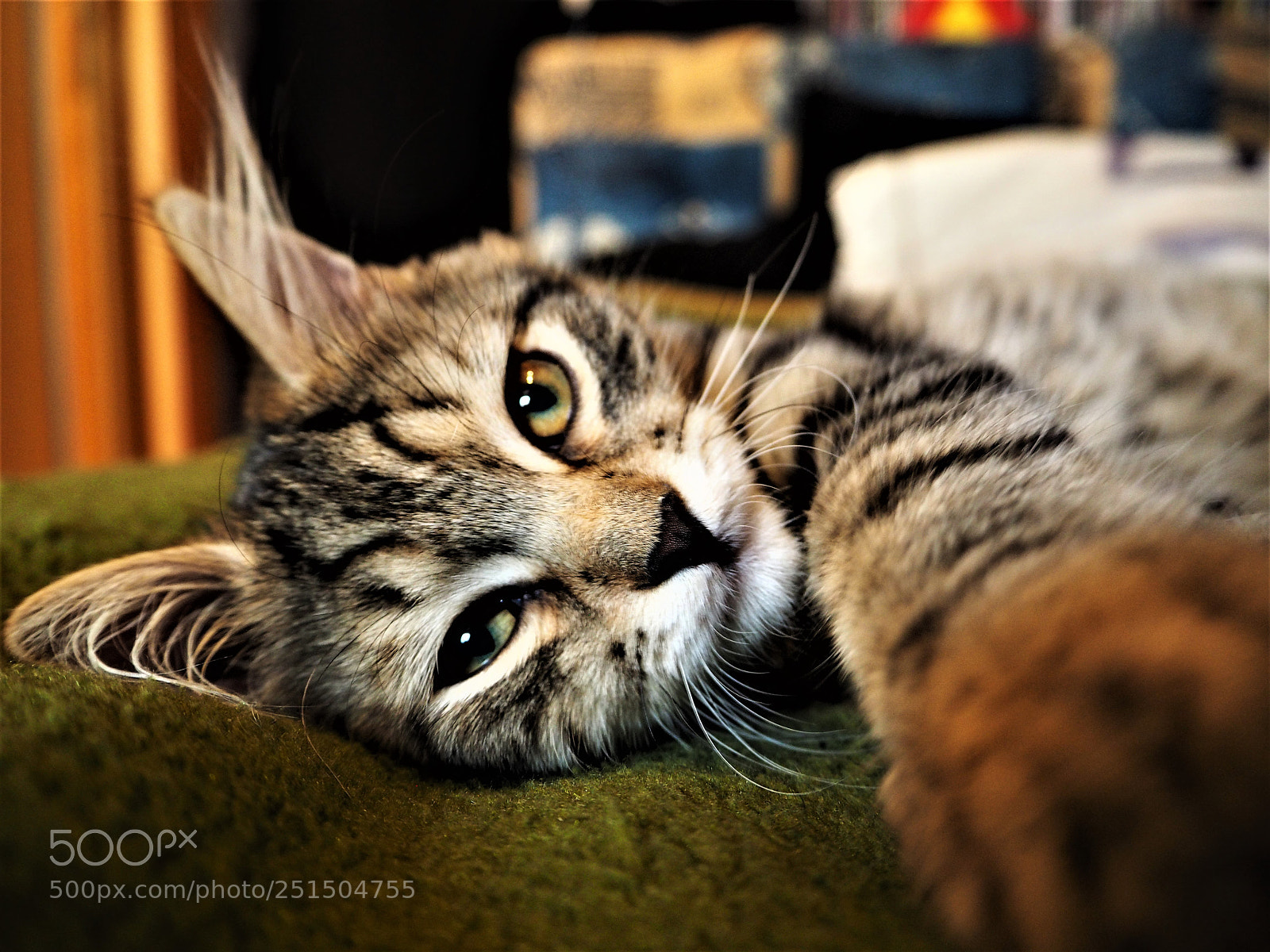 Olympus OM-D E-M10 sample photo. Cat photography