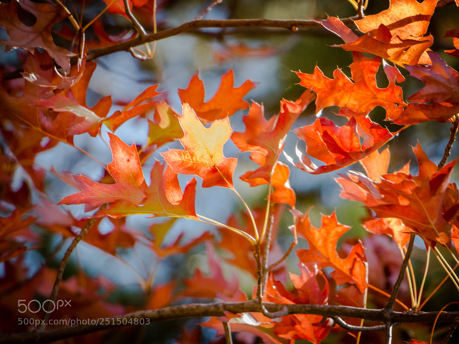 Canon EOS 70D sample photo. Img photography