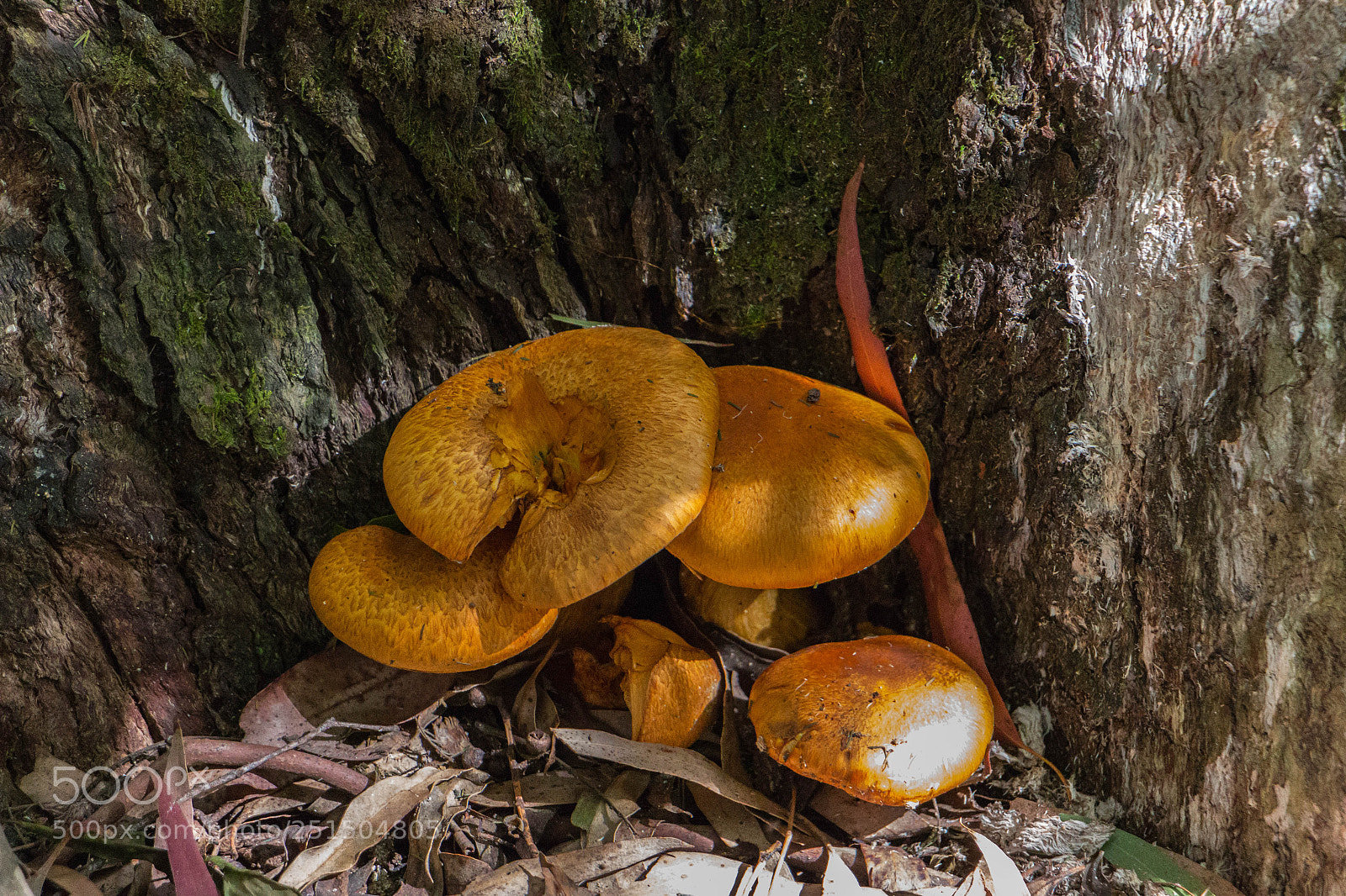 Canon EOS 70D sample photo. Bush food, maybe not! photography