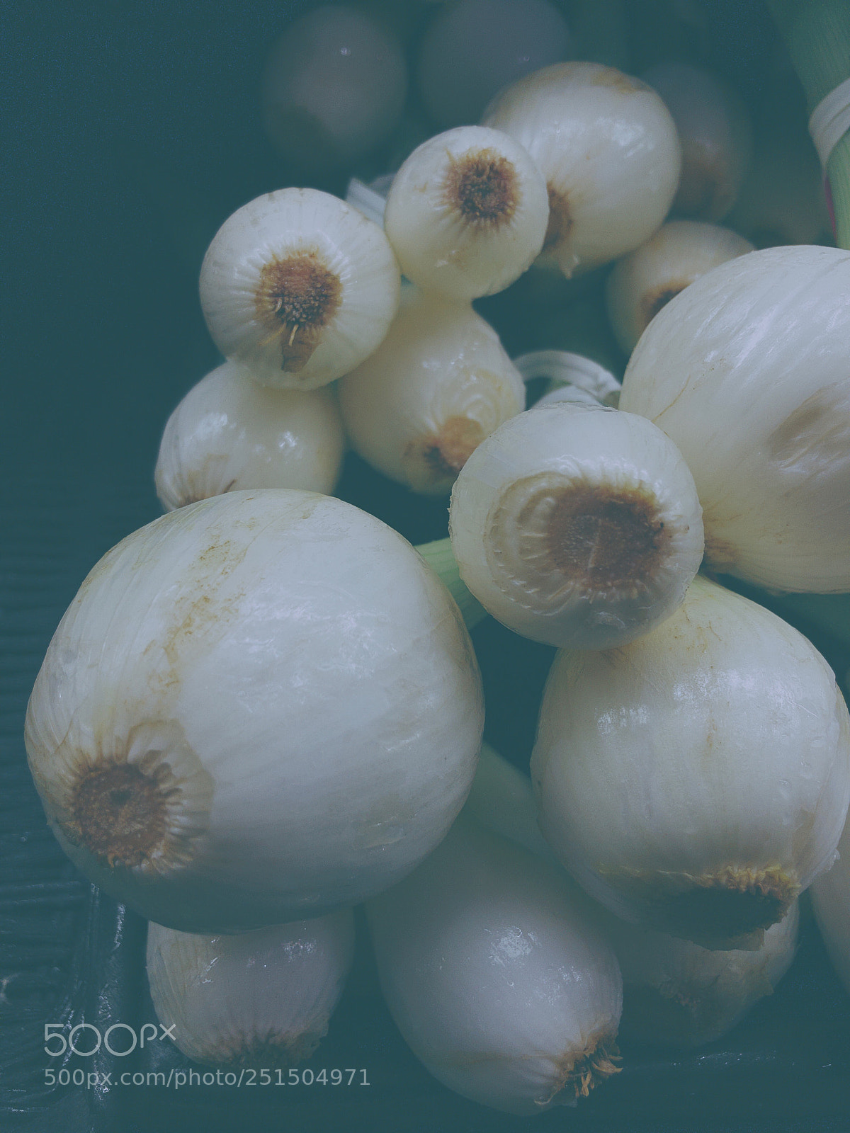 Apple iPhone 8 Plus sample photo. Onions  photography