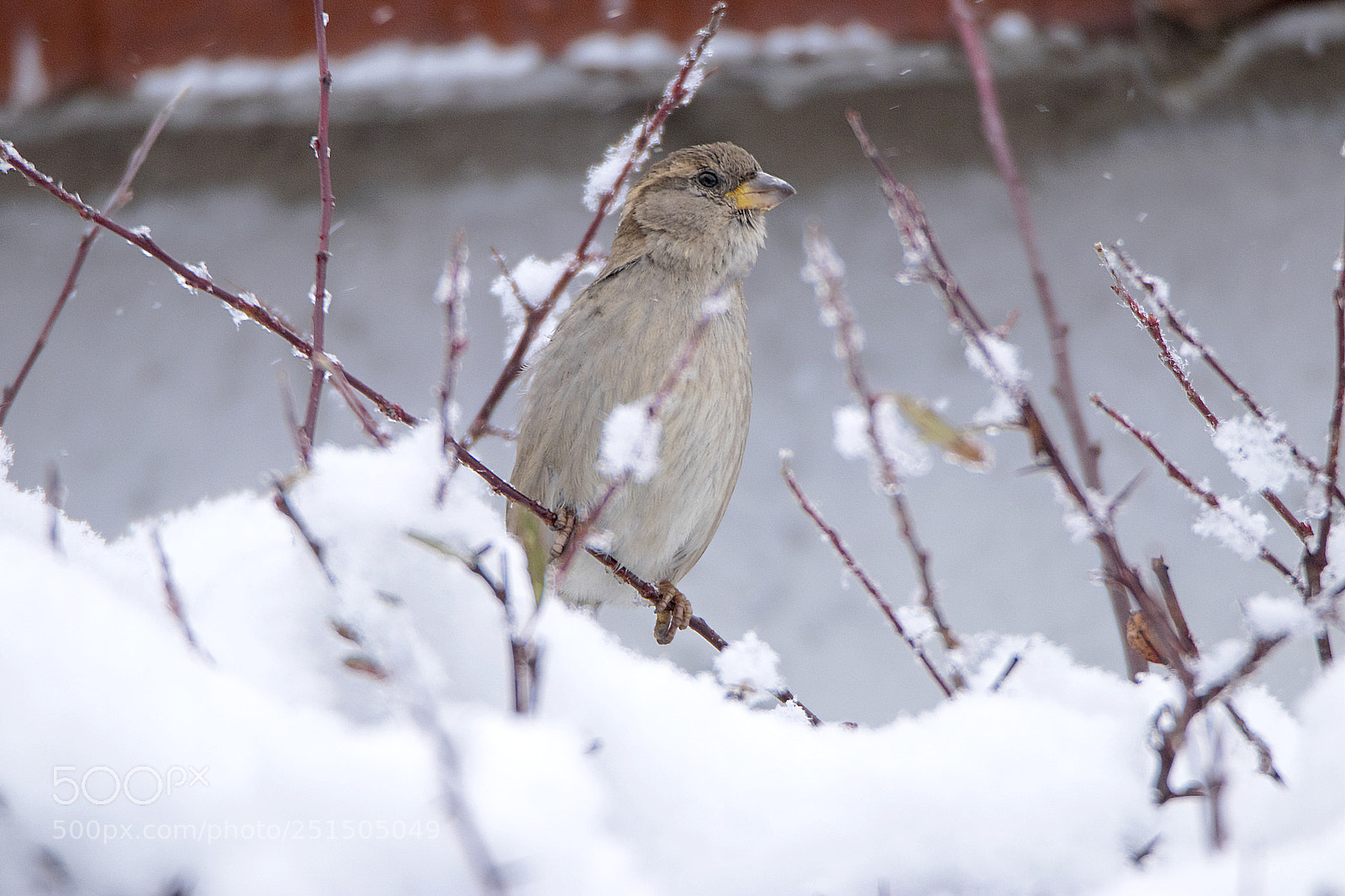Canon EOS 80D sample photo. Sparrow braves the snow photography