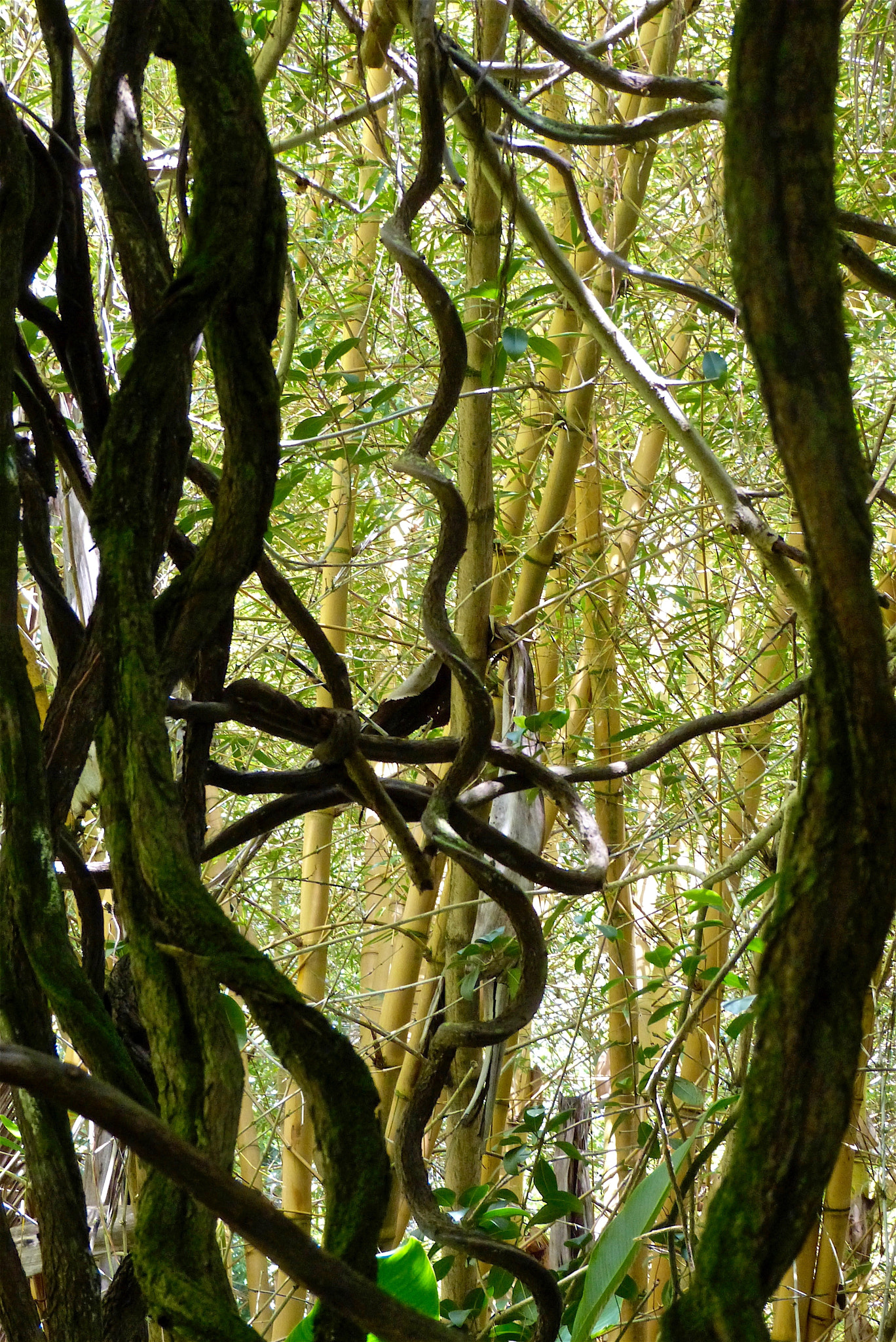 Panasonic Lumix DMC-FZ47 (Lumix DMC-FZ48) sample photo. Twisty vines photography