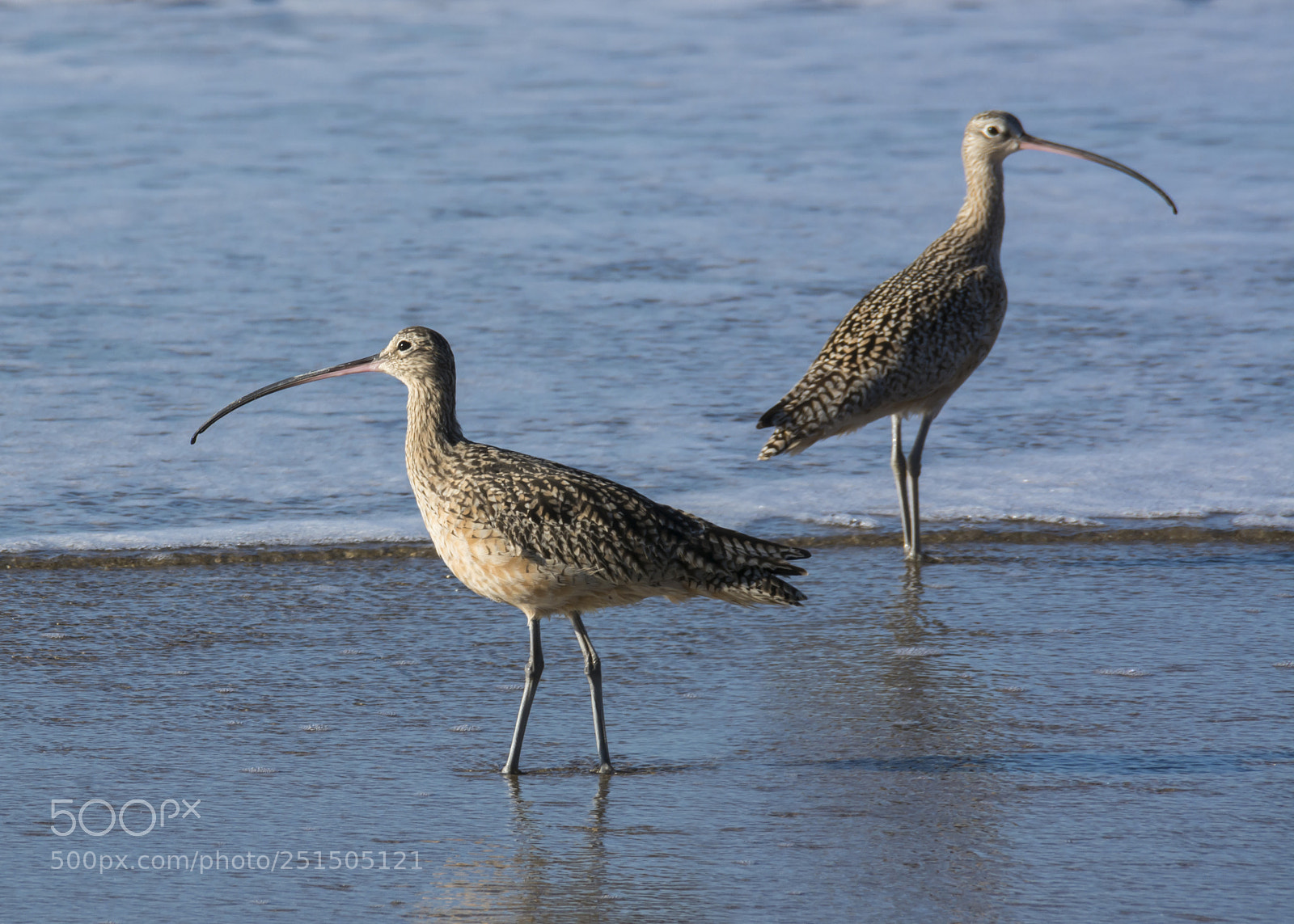 Nikon D7100 sample photo. Curlews in the shallows photography