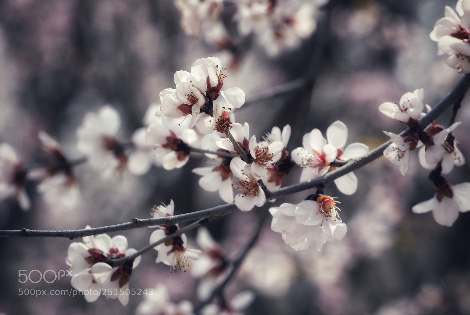 Canon EOS 5D Mark IV sample photo. 人间已是三四月，
十里春风陌上解。
有情还请醺糜醉，
红花一去吹做雪。 photography