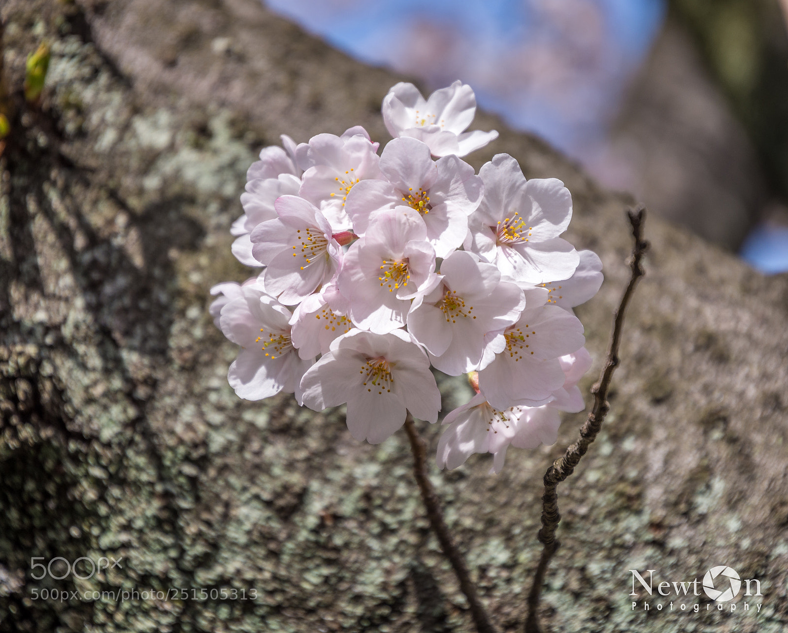 Nikon D7200 sample photo. Sakura photography
