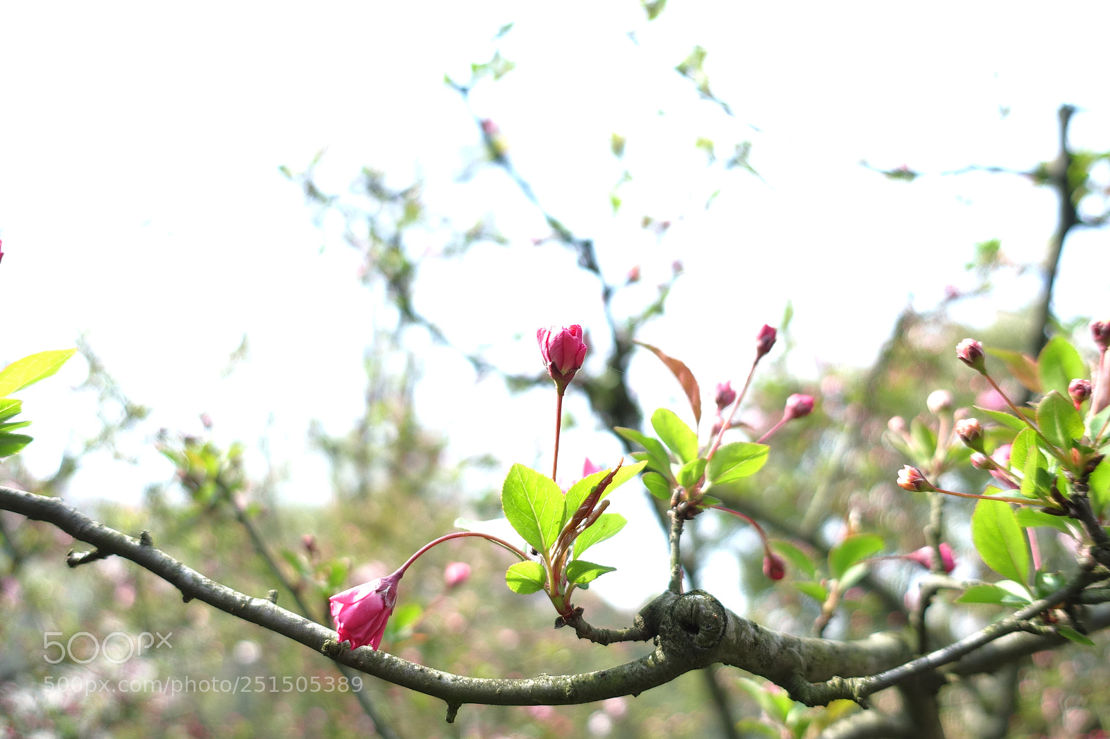 Sony Cyber-shot DSC-RX100 III sample photo. Flower photography