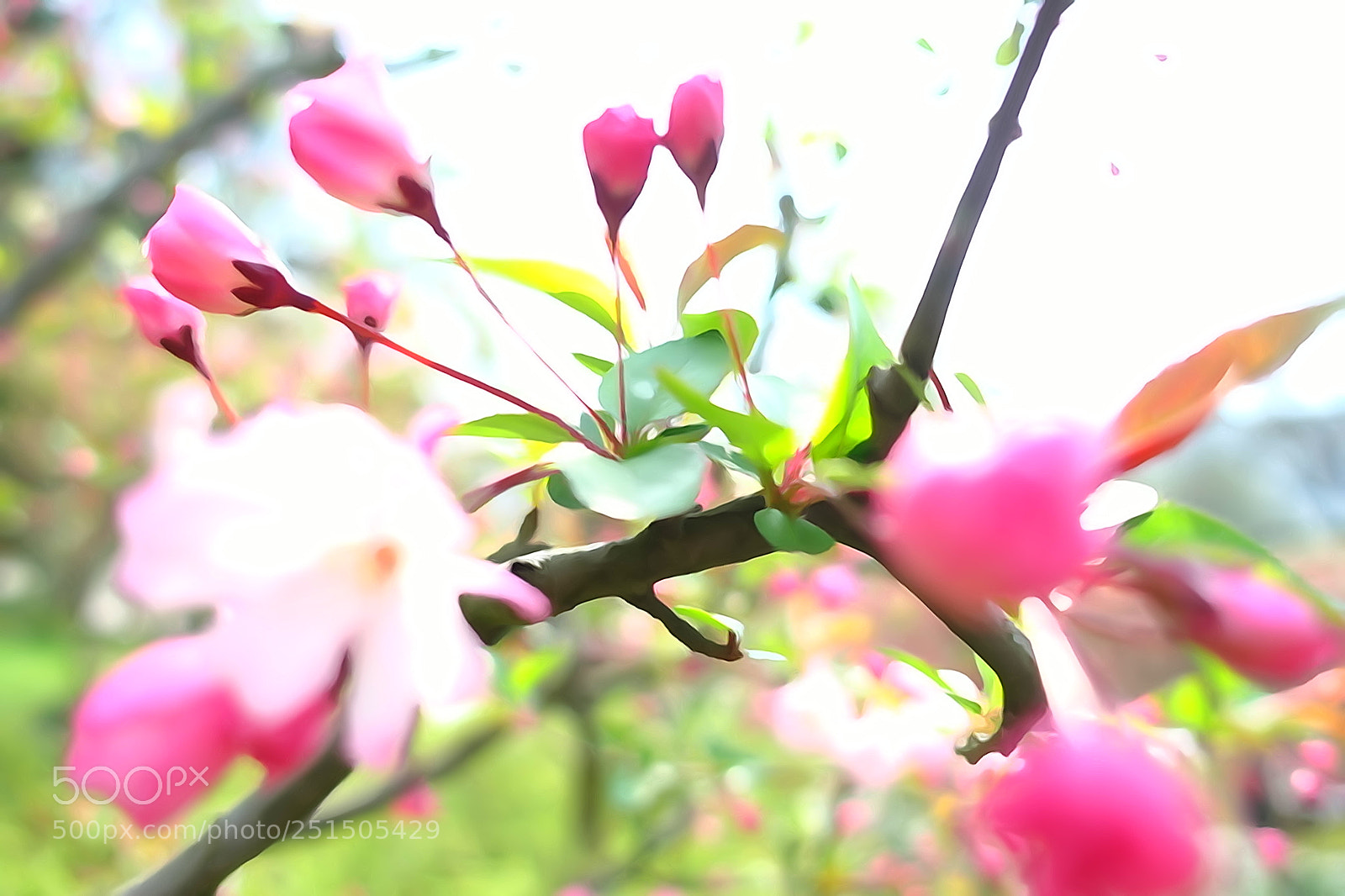 Sony Cyber-shot DSC-RX100 III sample photo. Flower2 photography