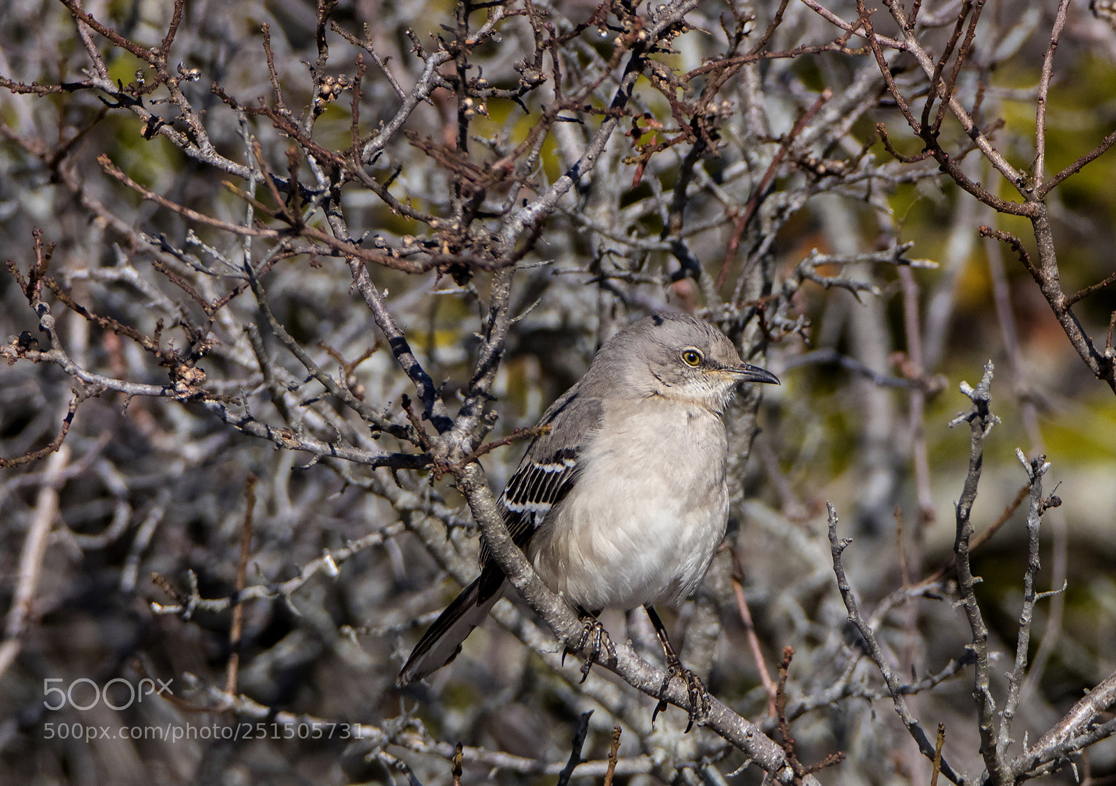 Canon EOS 80D sample photo. Mockingbird in a meadow photography