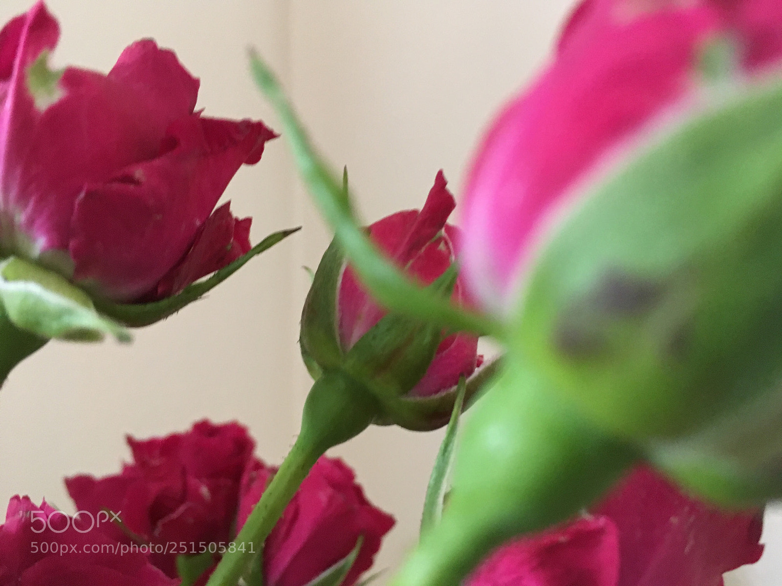 Apple iPhone SE sample photo. Roses photography