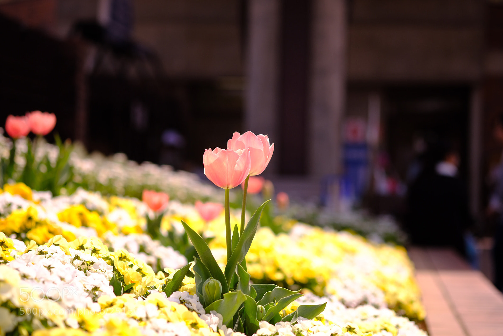 Fujifilm X-T20 sample photo. Untitled photography