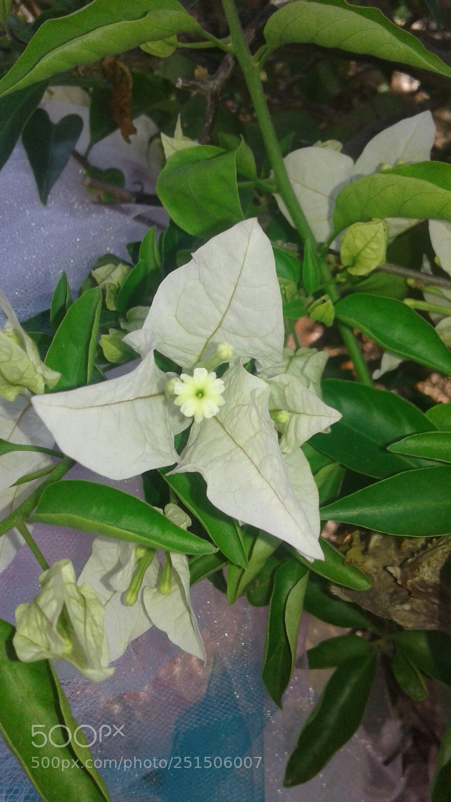Samsung Galaxy J3(2016) sample photo. White colmena photography
