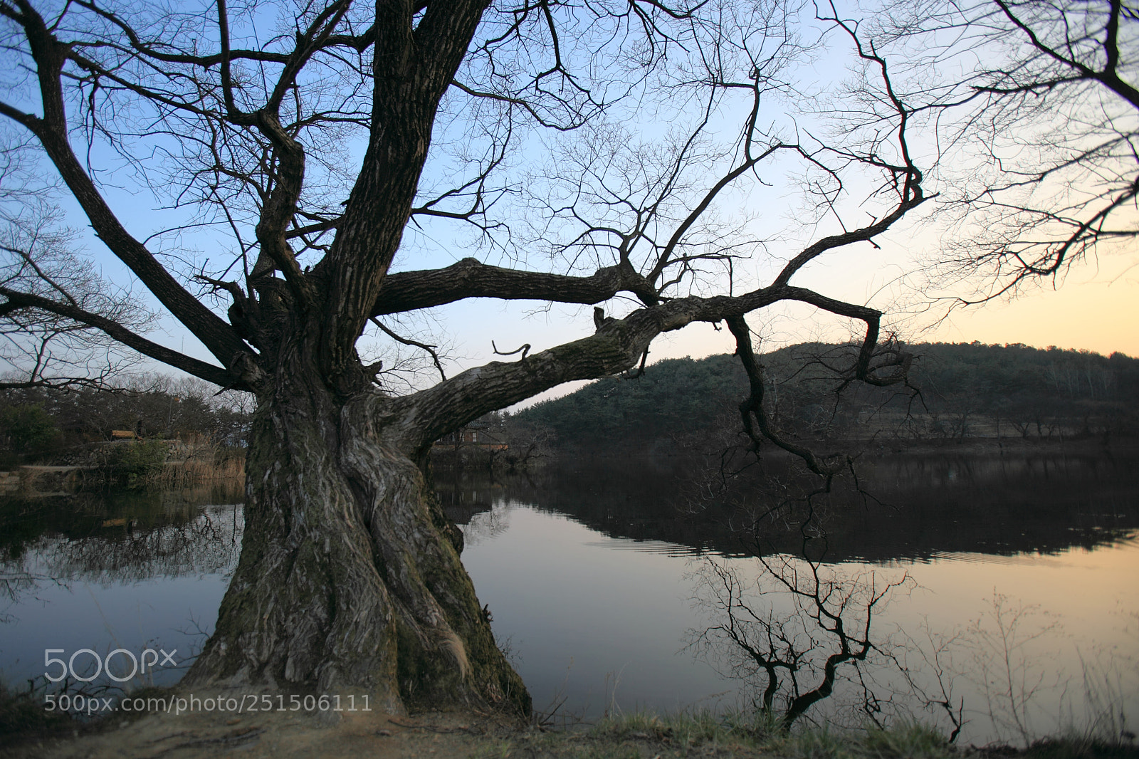 Canon EOS 5D Mark II sample photo. Tree trunk photography