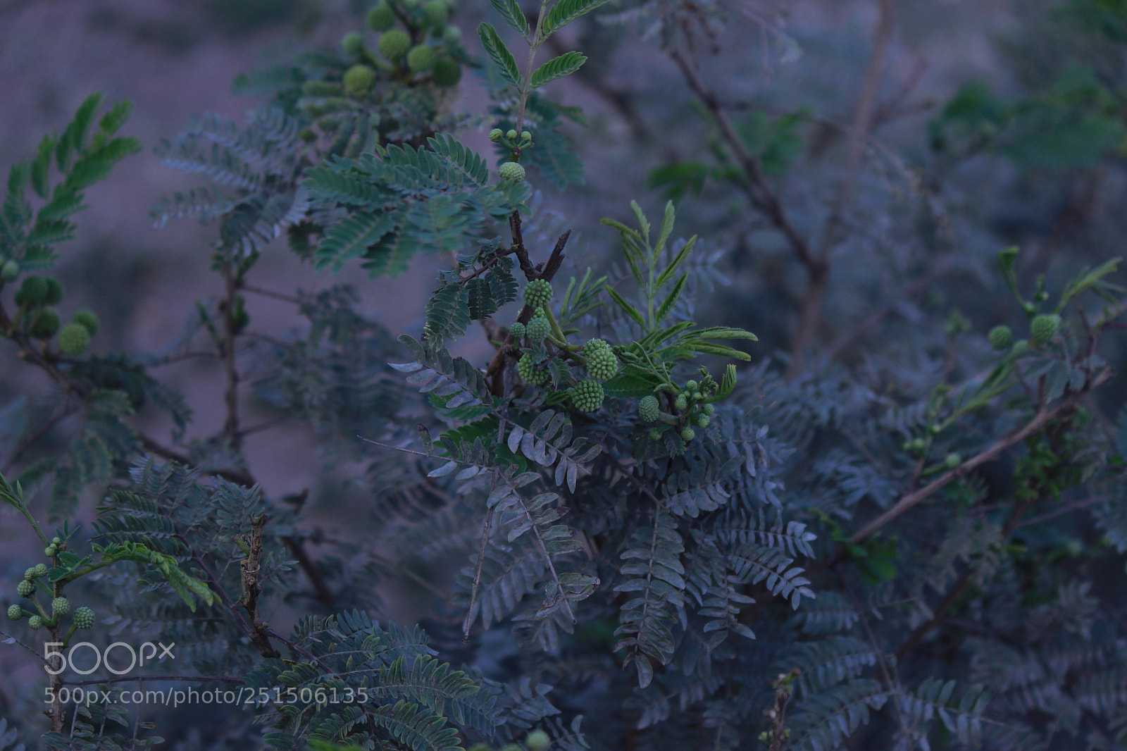 Canon EF-S 55-250mm F4-5.6 IS II sample photo. Img photography