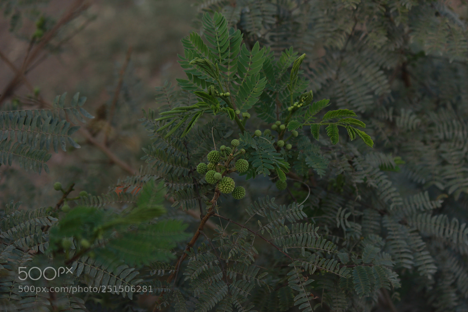 Canon EF-S 55-250mm F4-5.6 IS II sample photo. Img photography