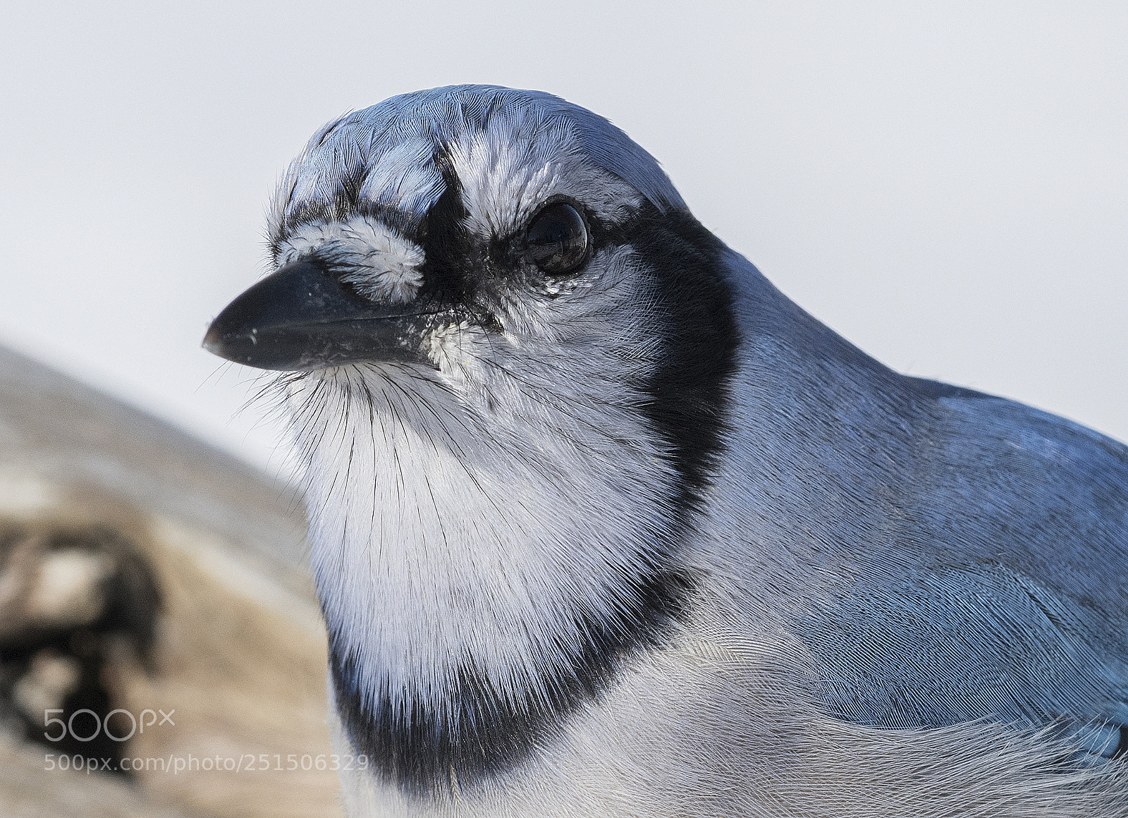 Nikon D850 sample photo. Blue jay photography