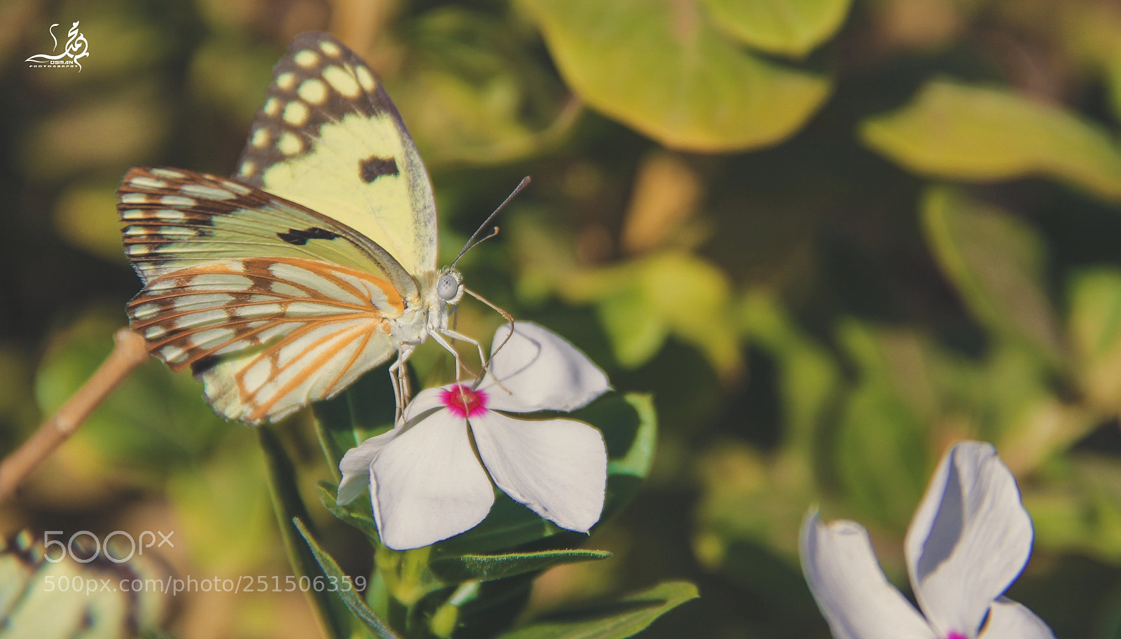 Canon EOS 60D sample photo. Peace carrier photography