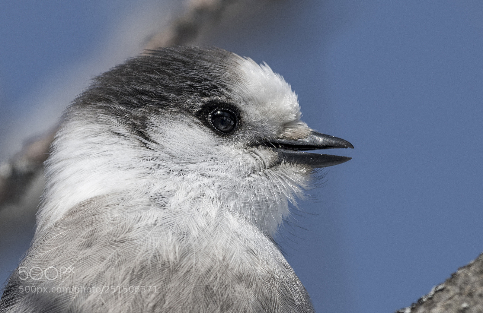 Nikon D850 sample photo. Gray jay photography
