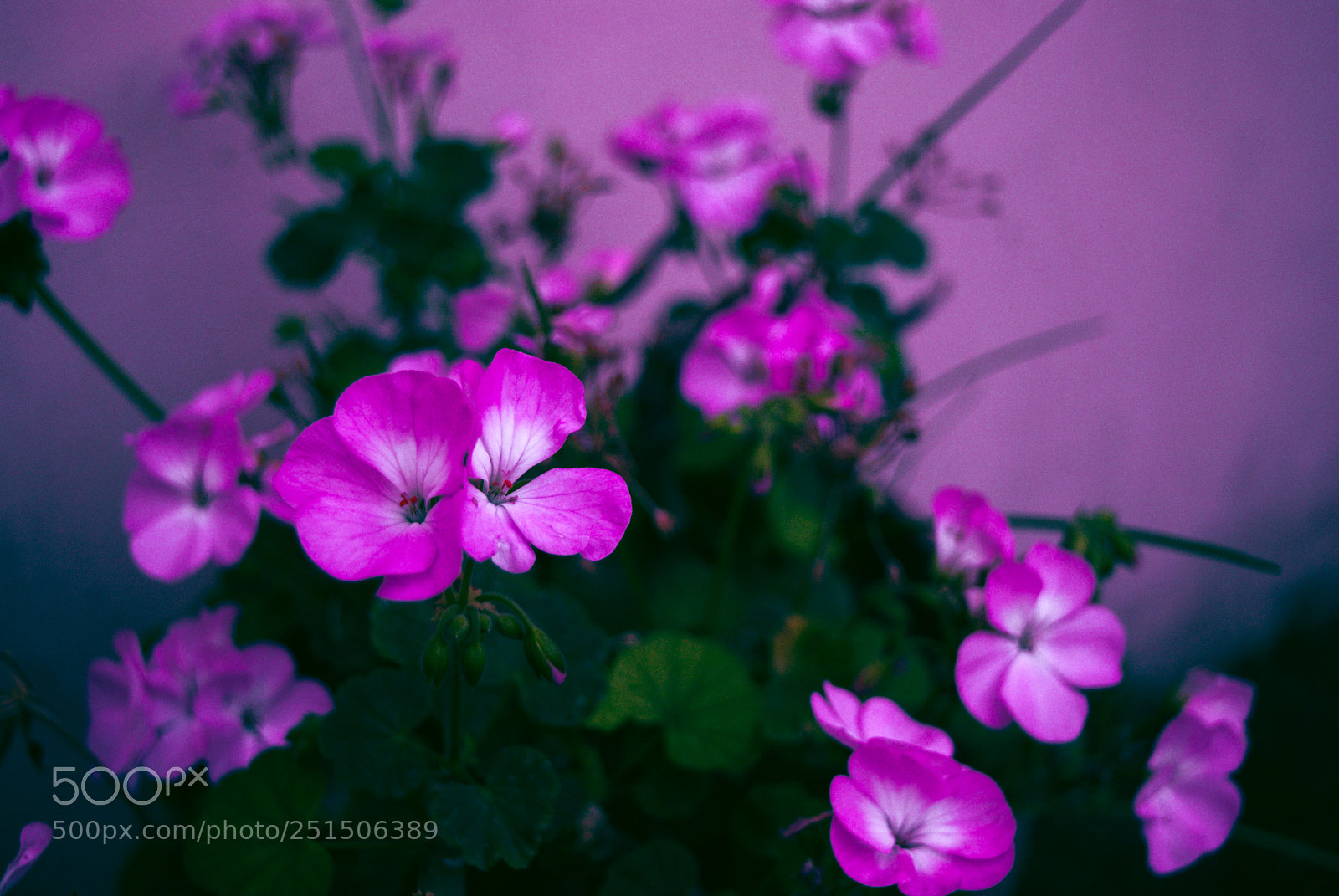 Nikon D60 sample photo. Pink flower photography