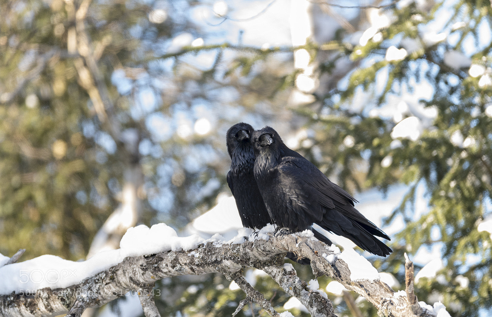 Nikon D850 sample photo. Raven pair photography