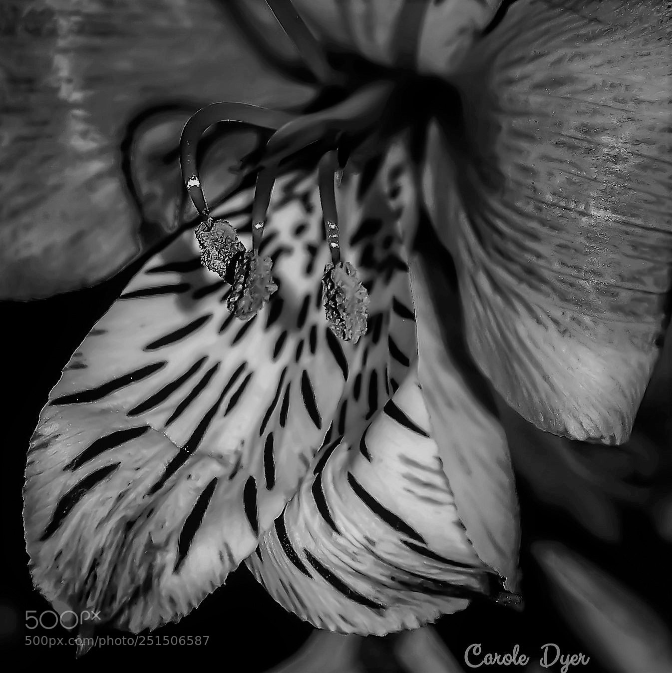 Nikon D5600 sample photo. Lilly stamen photography