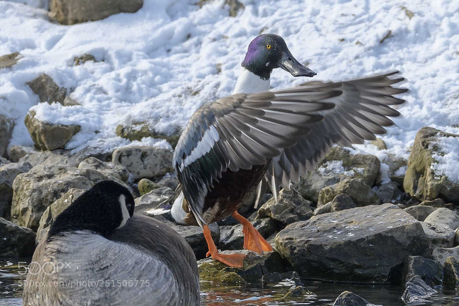 Nikon D850 sample photo. Shoveler flying photography