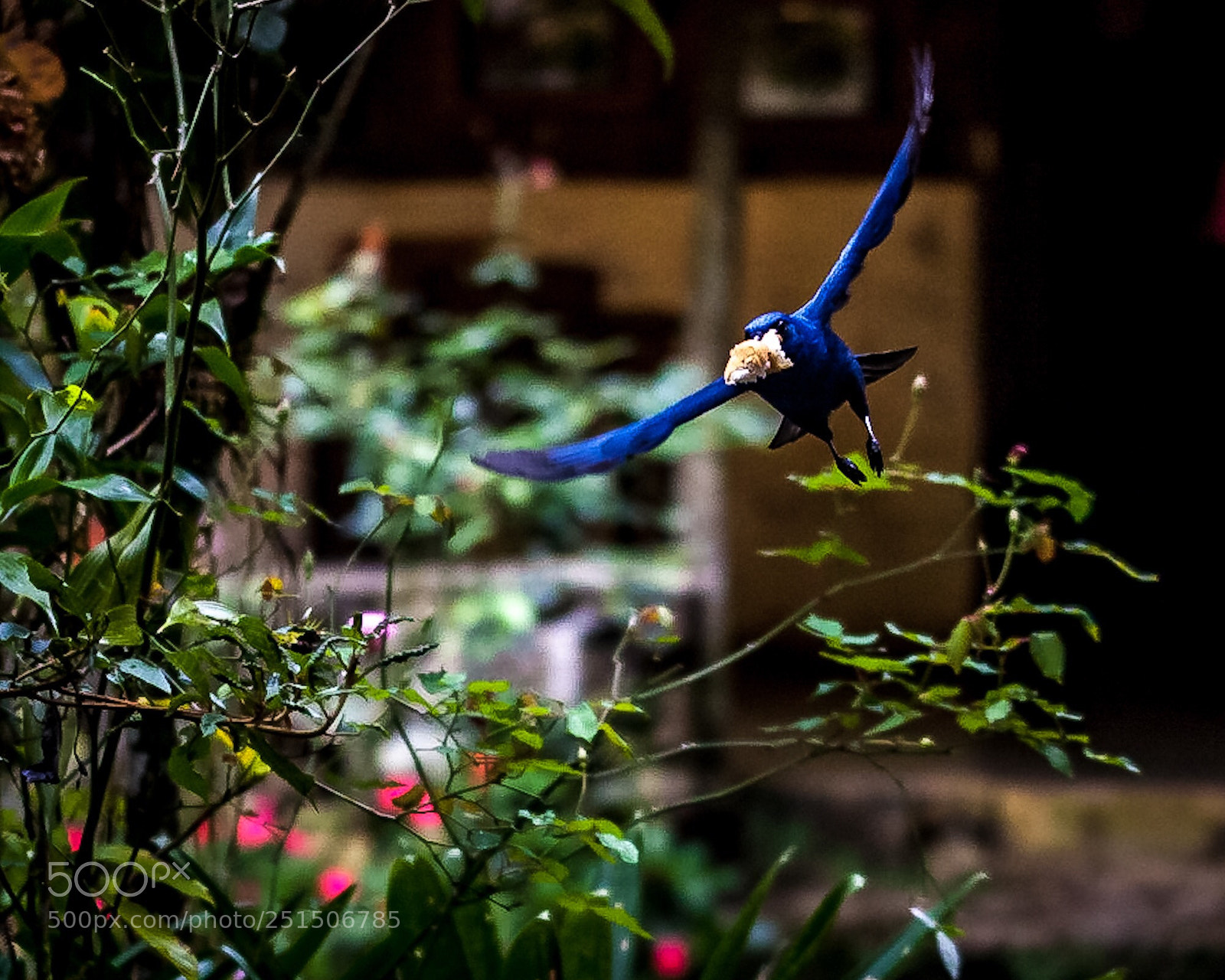 Canon EOS 5D Mark II sample photo. Flying jay photography