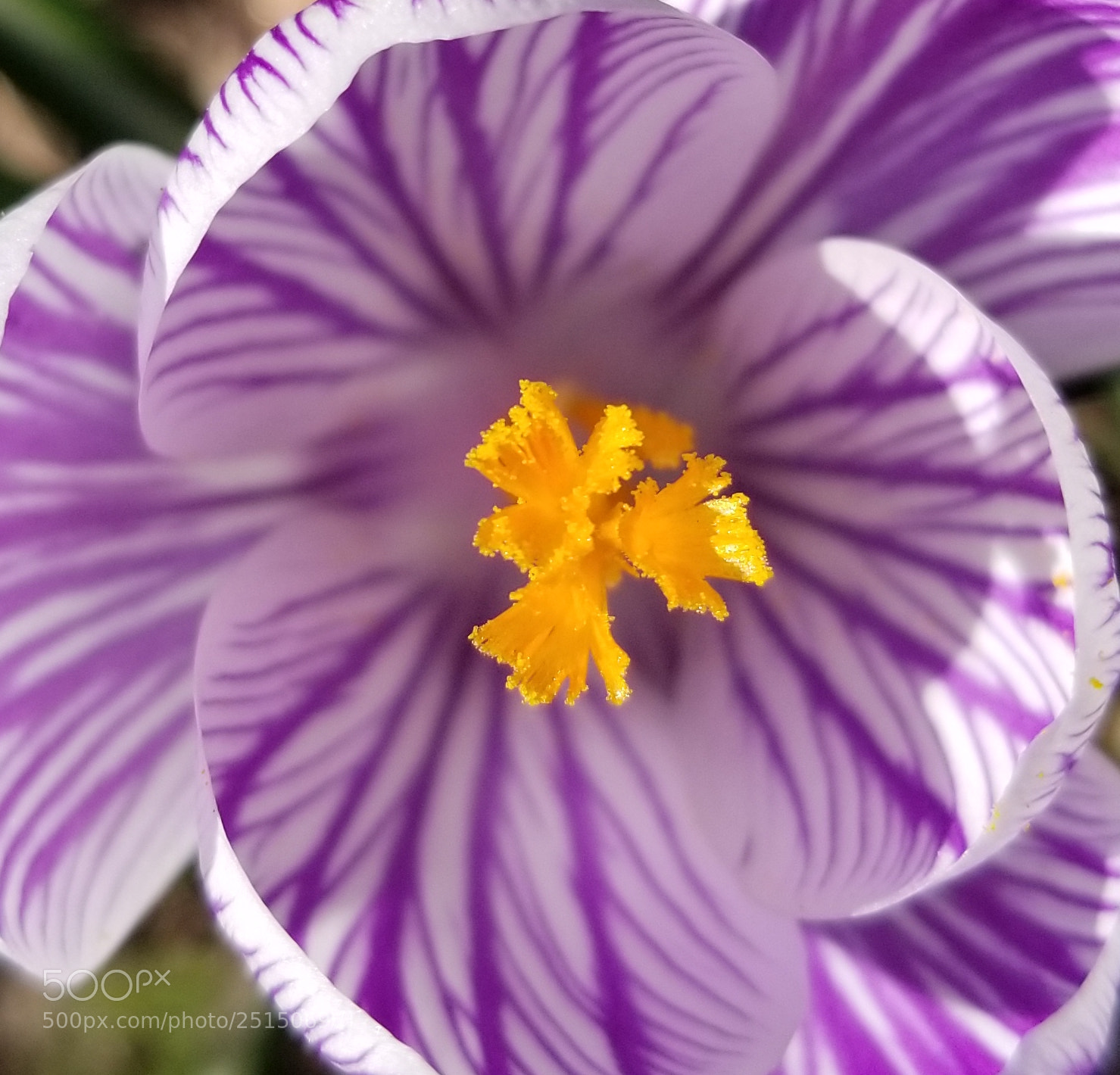 Samsung Galaxy S8 sample photo. Spring photography