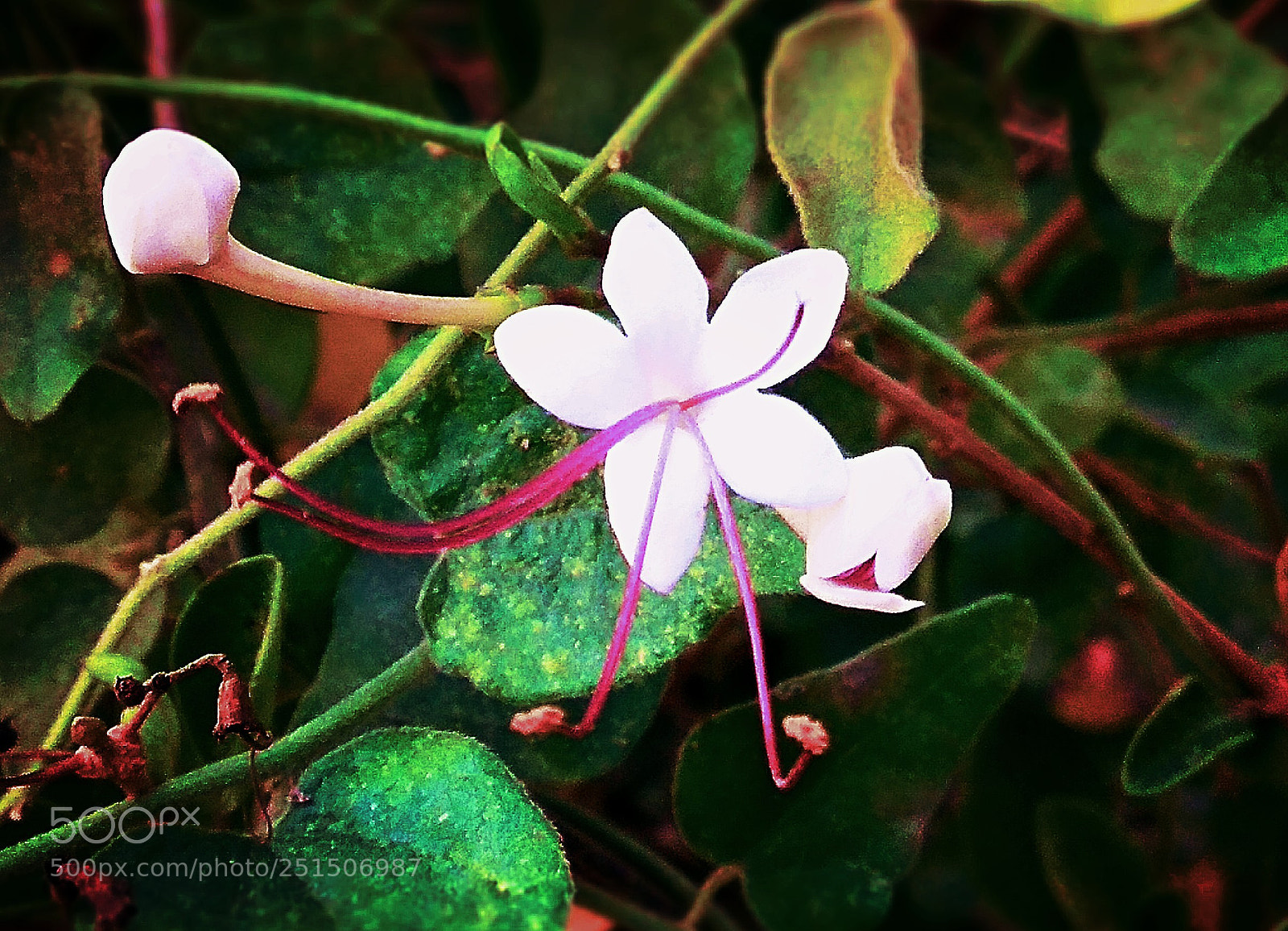 Xiaomi Redmi Note 4 sample photo. Untitled photography