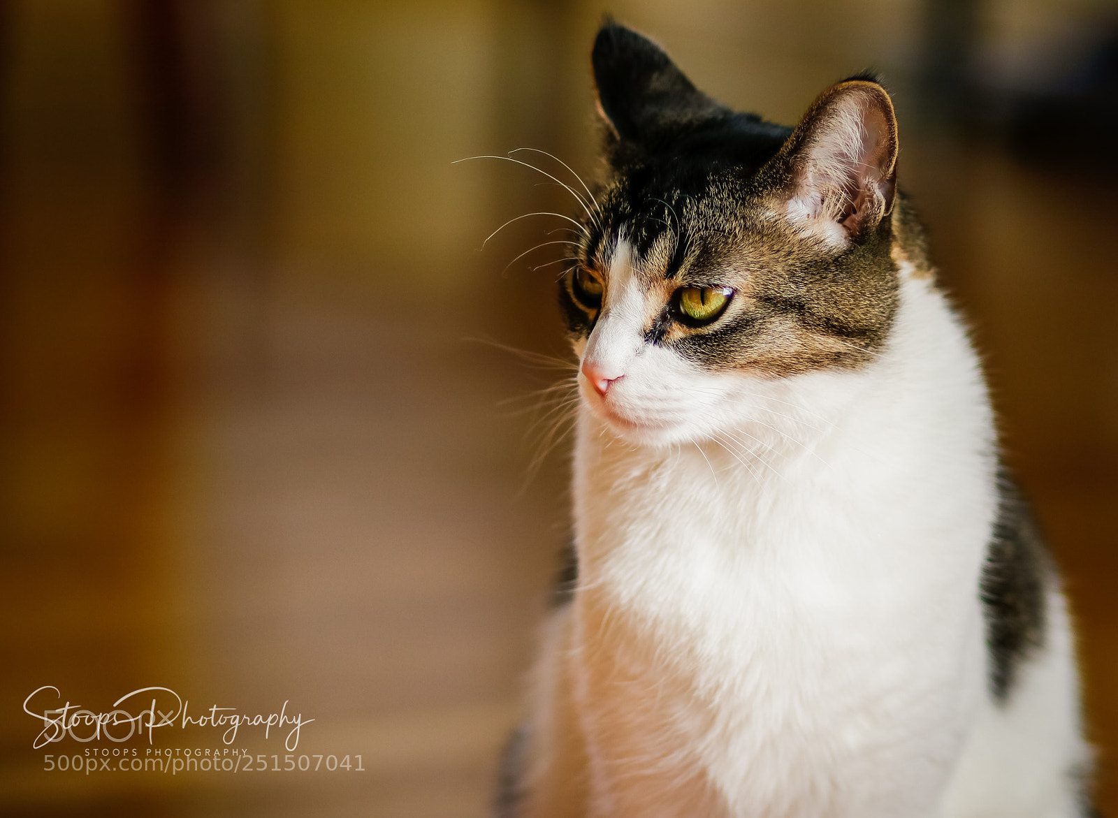 Canon EOS 80D sample photo. Deep thought edited mg photography