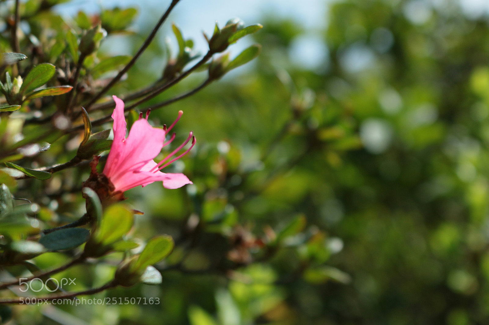 Canon EOS 70D sample photo. Wake up photography