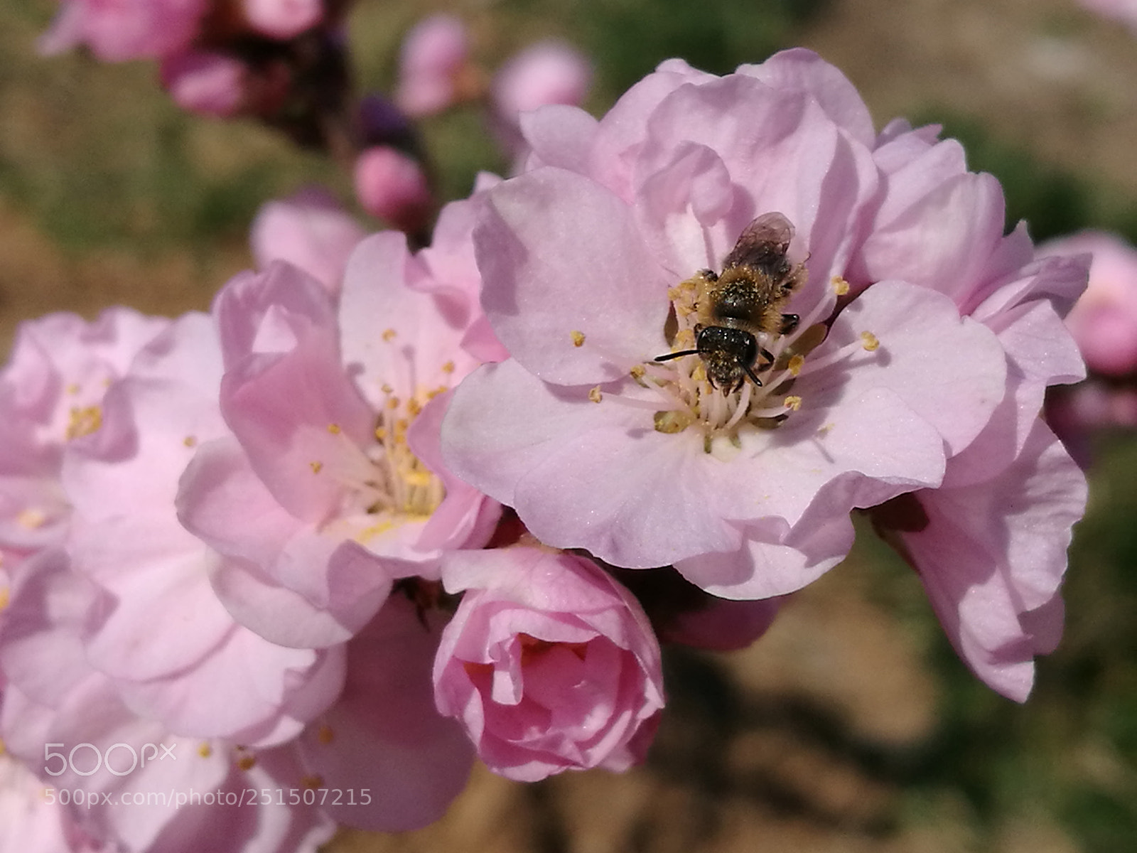 HUAWEI P9 sample photo. Happy easter photography