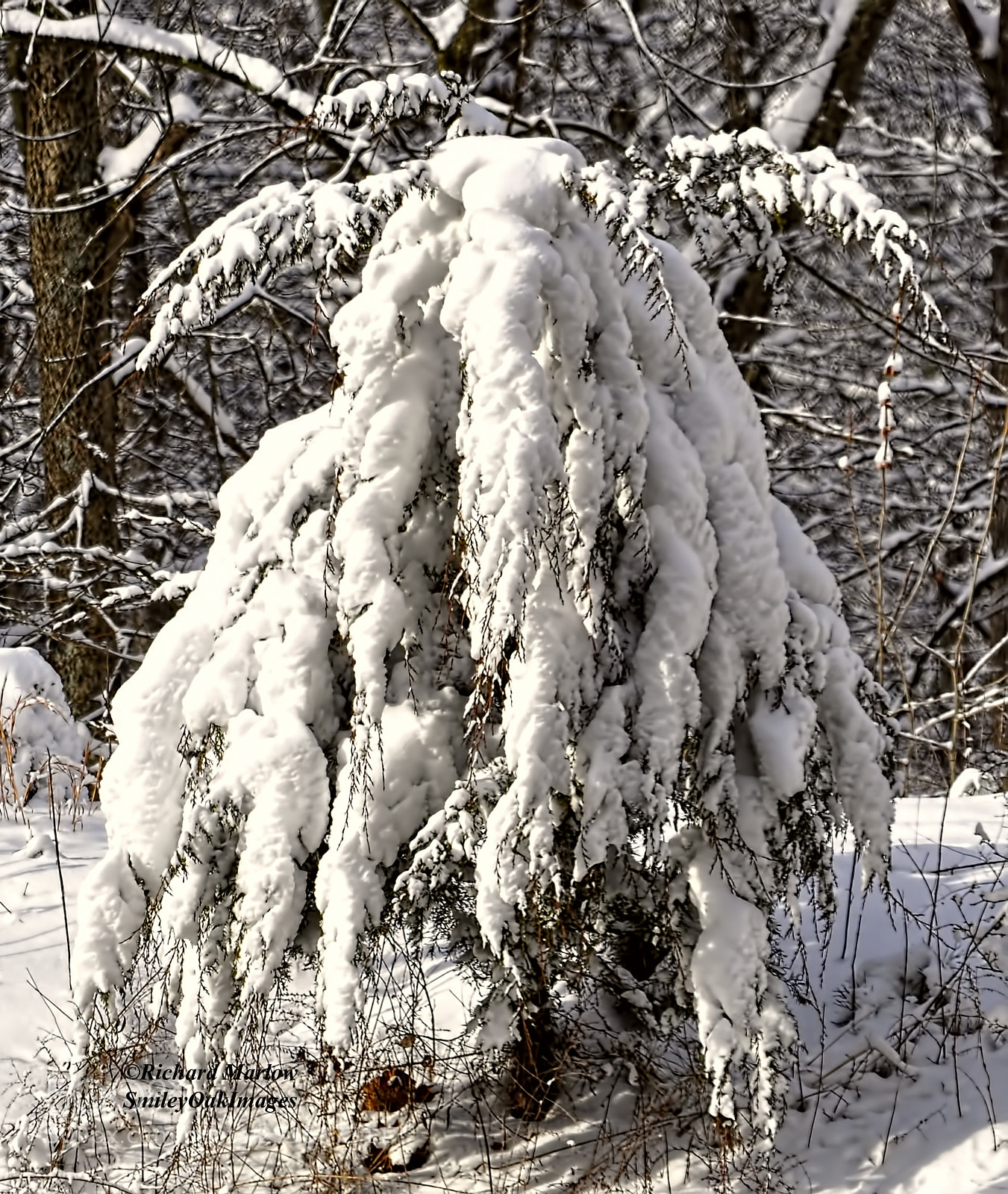 Nikon D5000 sample photo. Heavy snow on pine photography