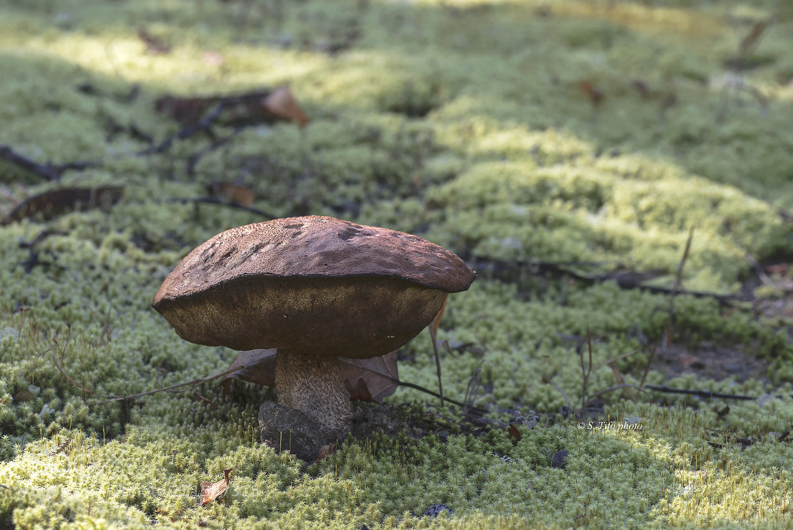 Canon EOS 80D sample photo. Solitary mushroom ... photography