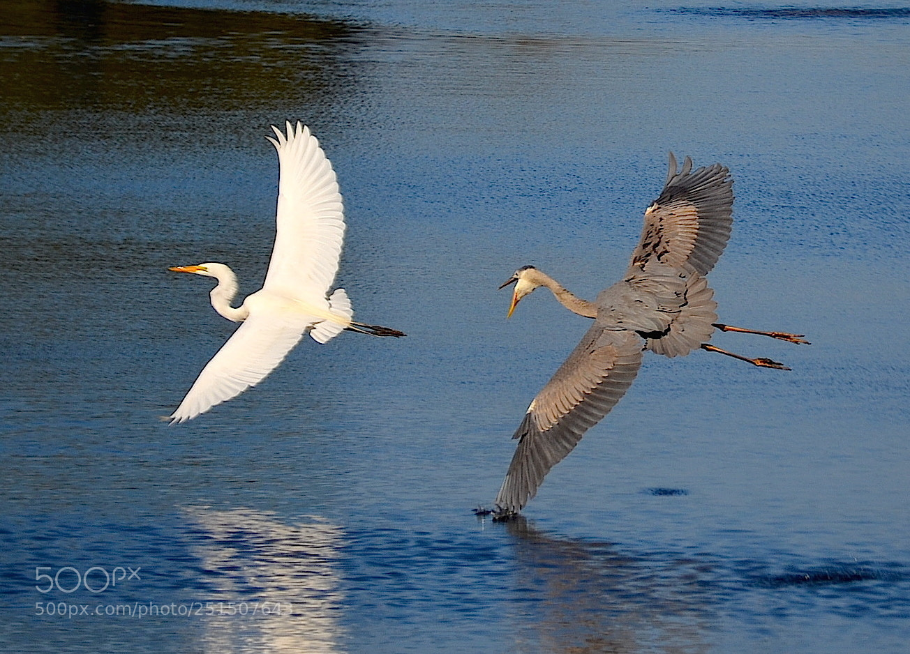 Nikon D5100 sample photo. Herons photography
