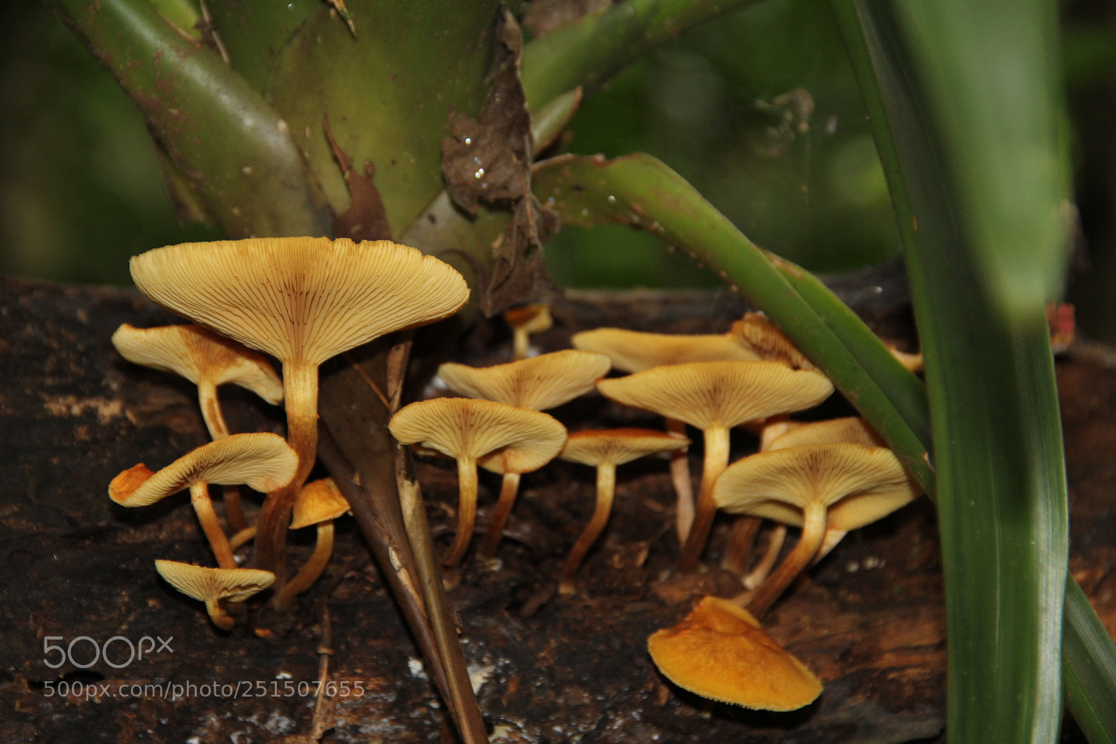 Canon EF-S 18-135mm F3.5-5.6 IS sample photo. Cogumelos photography