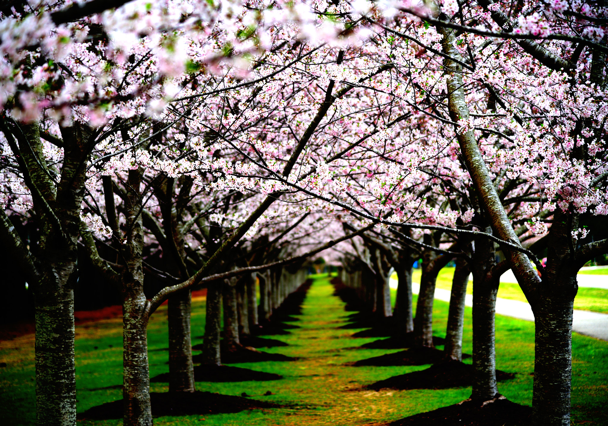 Nikon AF-S Nikkor 24-120mm F4G ED VR sample photo. Cherry blossom photography