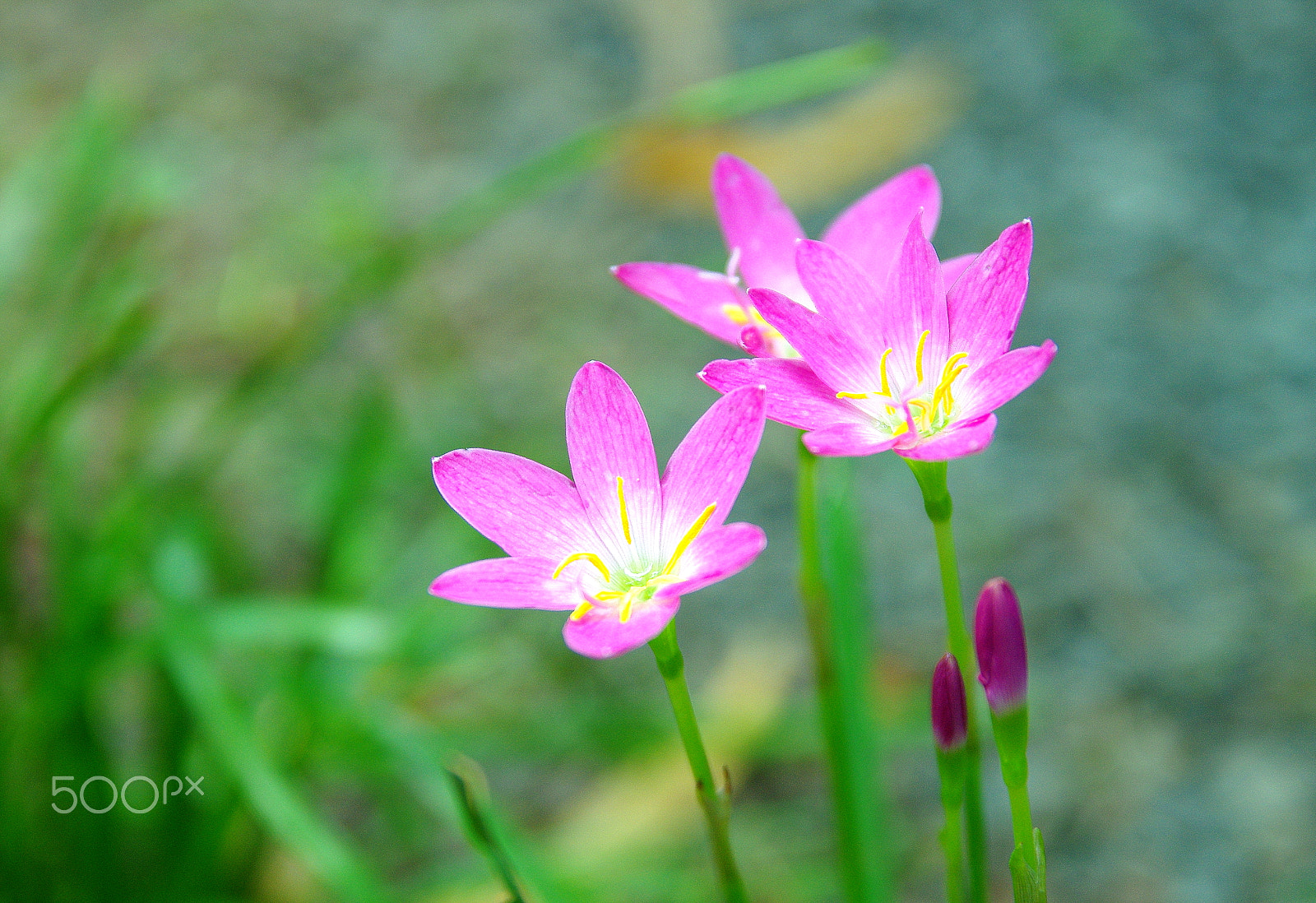 Pentax K-5 IIs sample photo. Flowers of new day photography