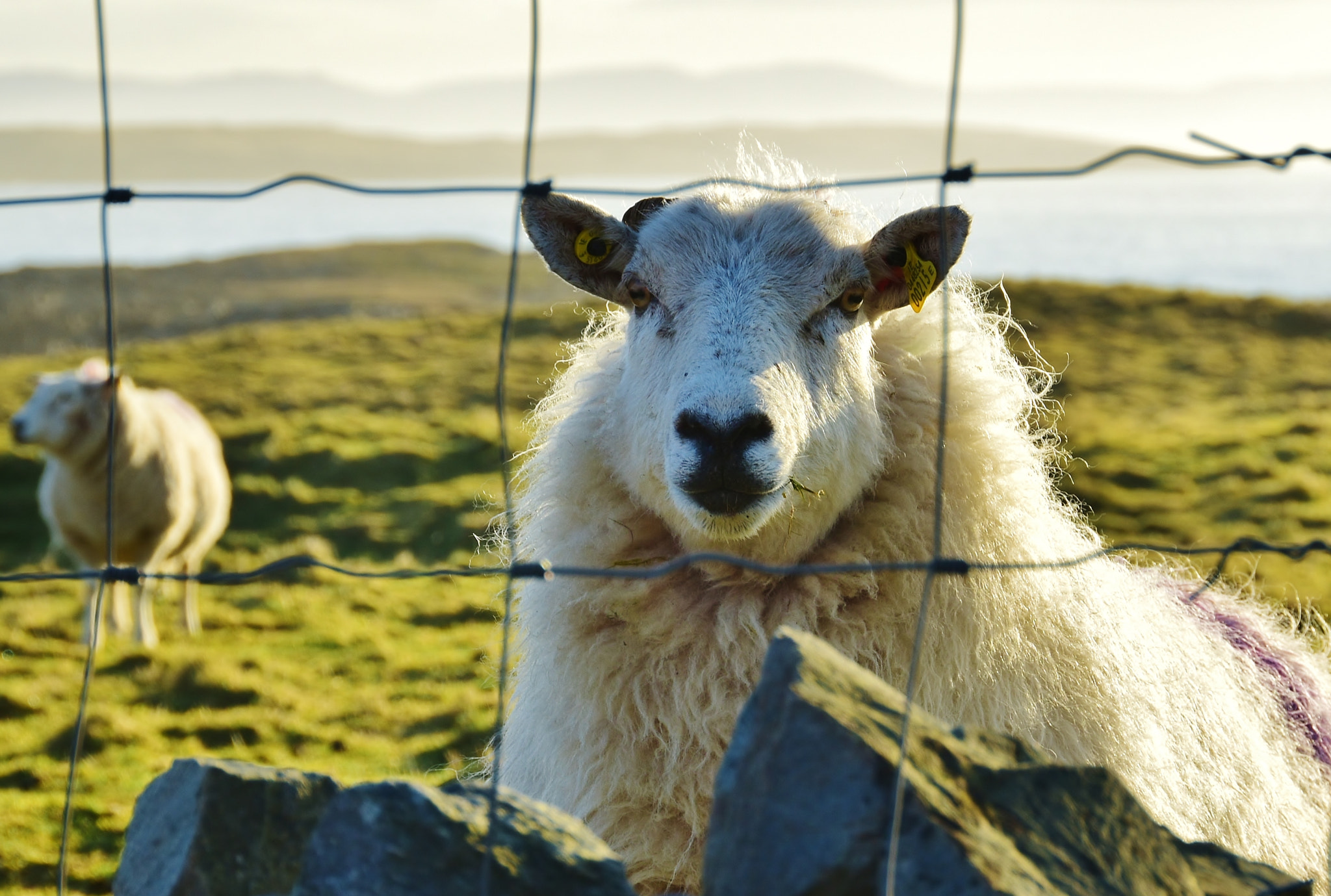 Nikon D5500 sample photo. Ewe lookin' at me? photography