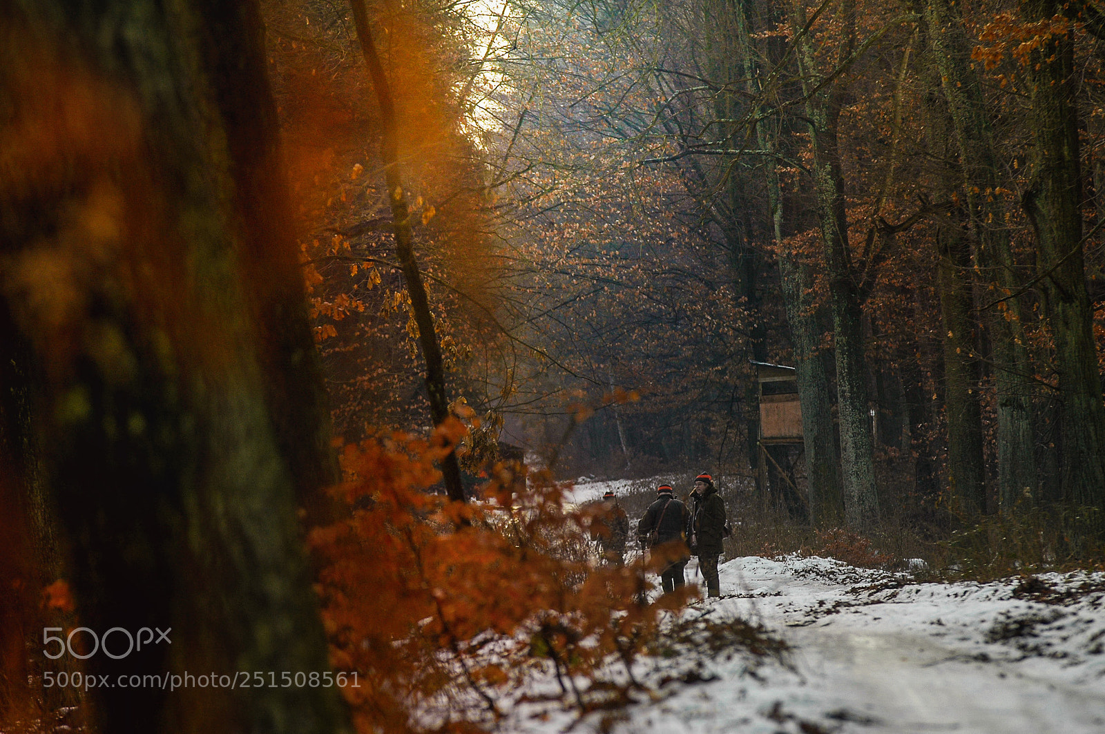 Nikon D70s sample photo. Forest photography
