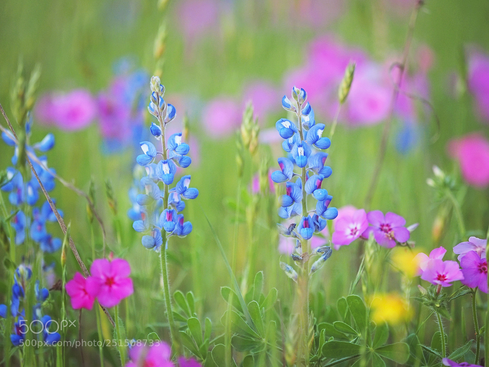 Olympus OM-D E-M1 sample photo. It's bluebonnet season! photography