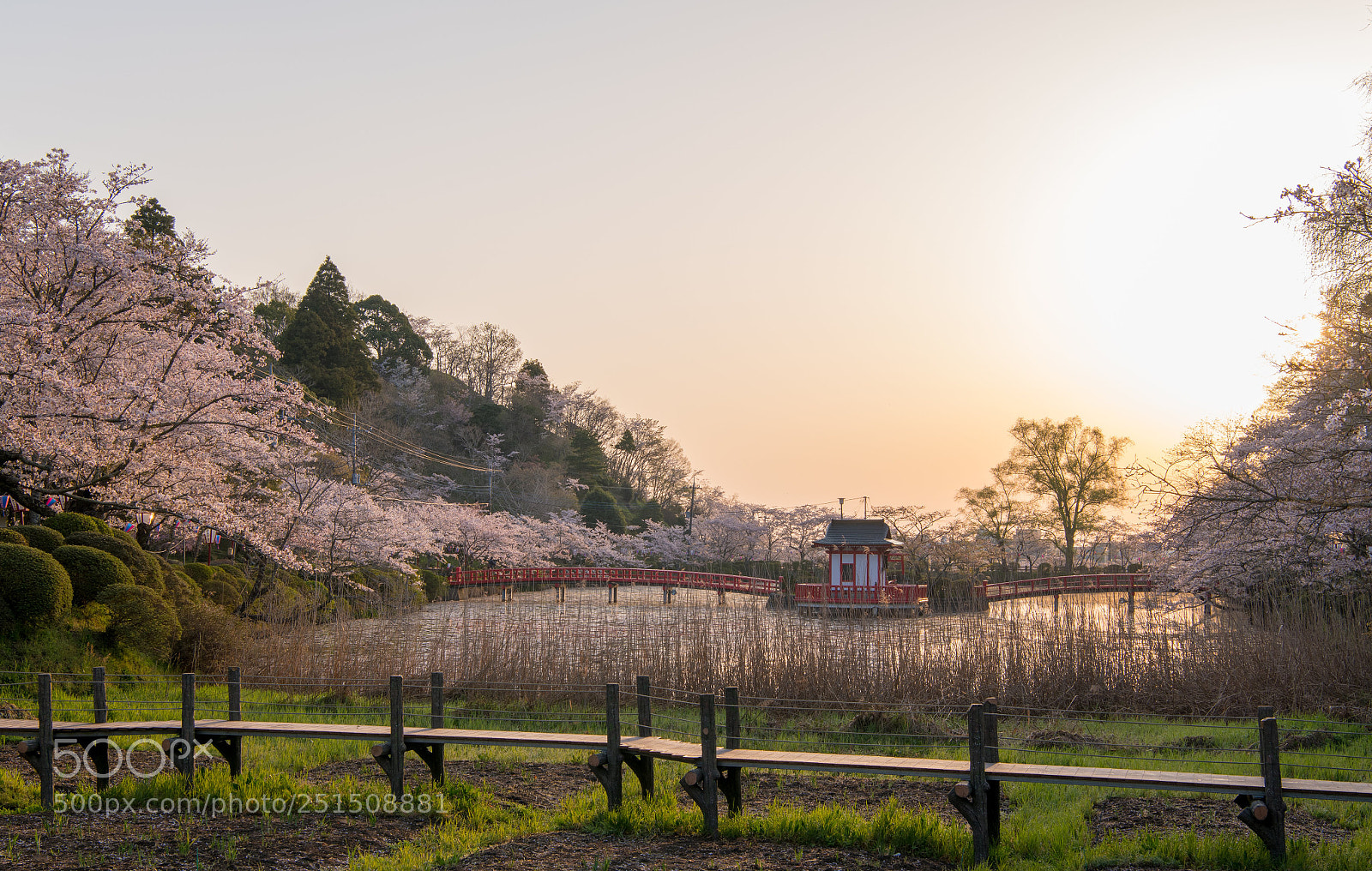 Nikon D850 sample photo. Cherryblossom photography