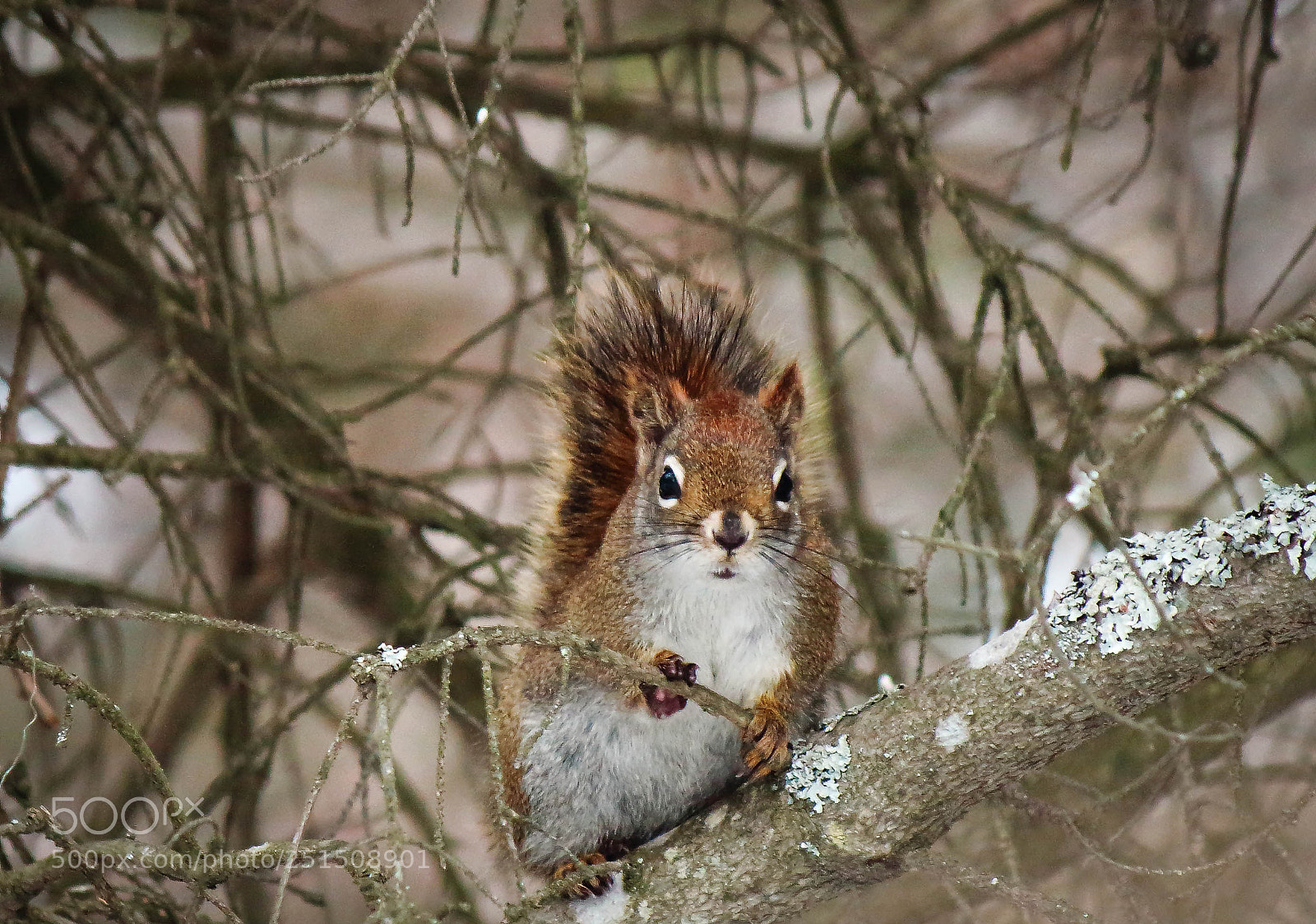 Canon EOS 1200D (EOS Rebel T5 / EOS Kiss X70 / EOS Hi) sample photo. The observer photography