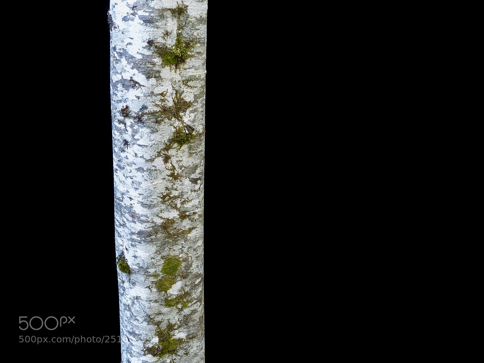 Pentax 645Z sample photo. Red alder, siskiyou fork photography