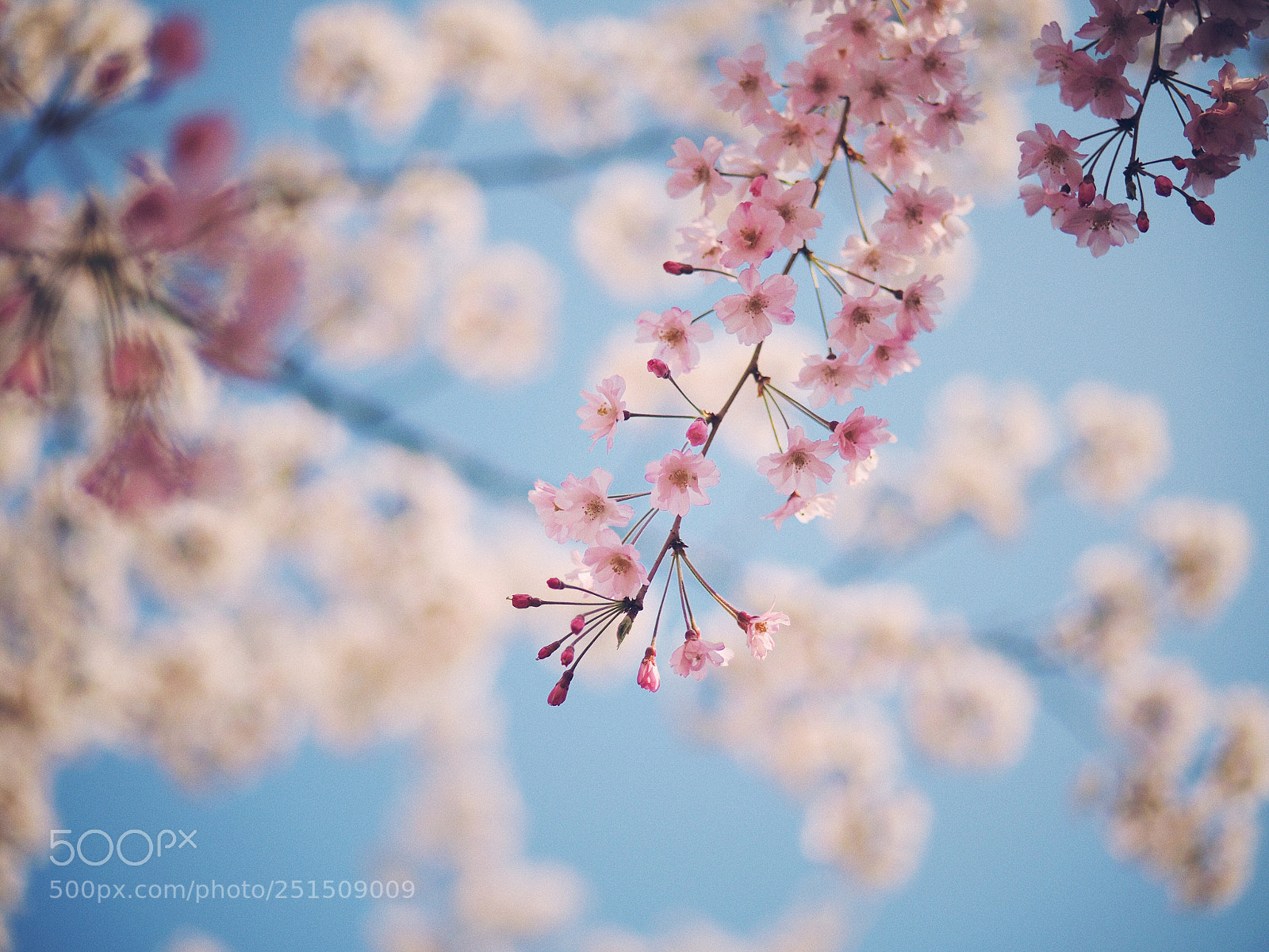 Olympus OM-D E-M10 II sample photo. Sakura concerto photography