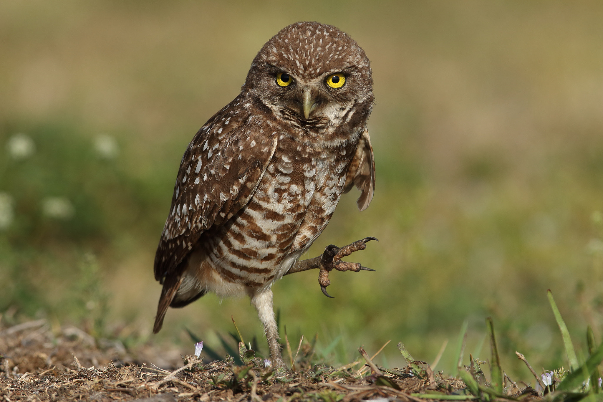 Canon EF 300mm F2.8L IS USM sample photo. Burrowing owl -athene cunicularia photography