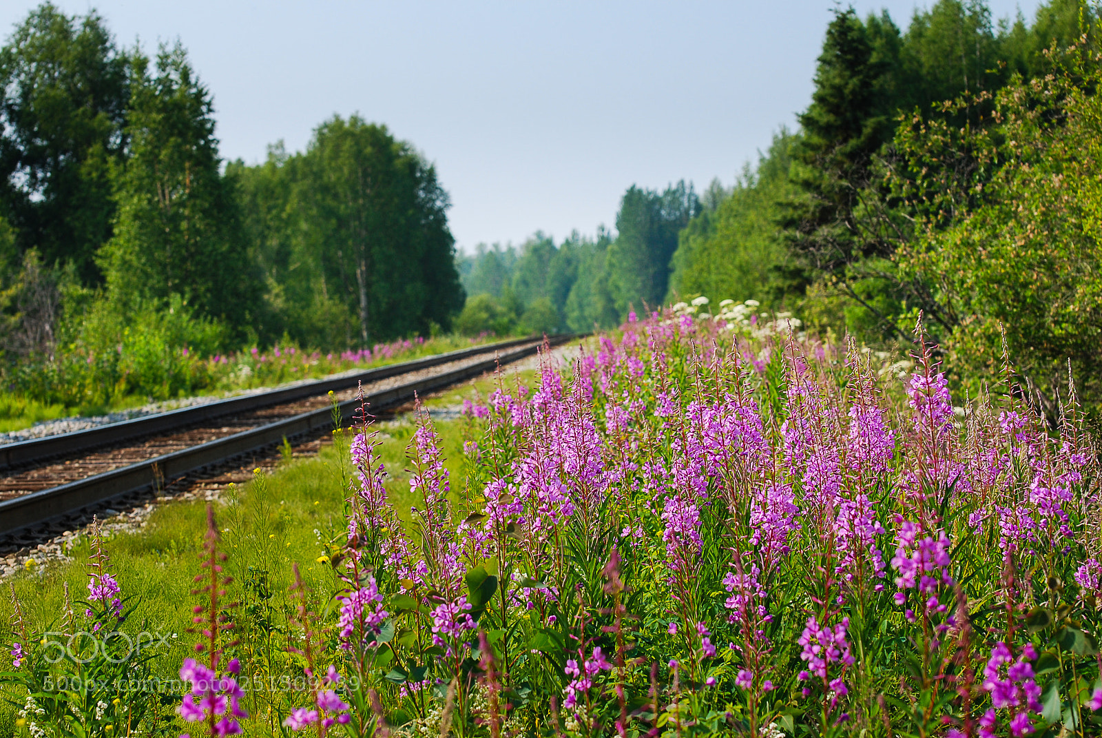 Nikon D60 sample photo. Fireweed & railroad photography