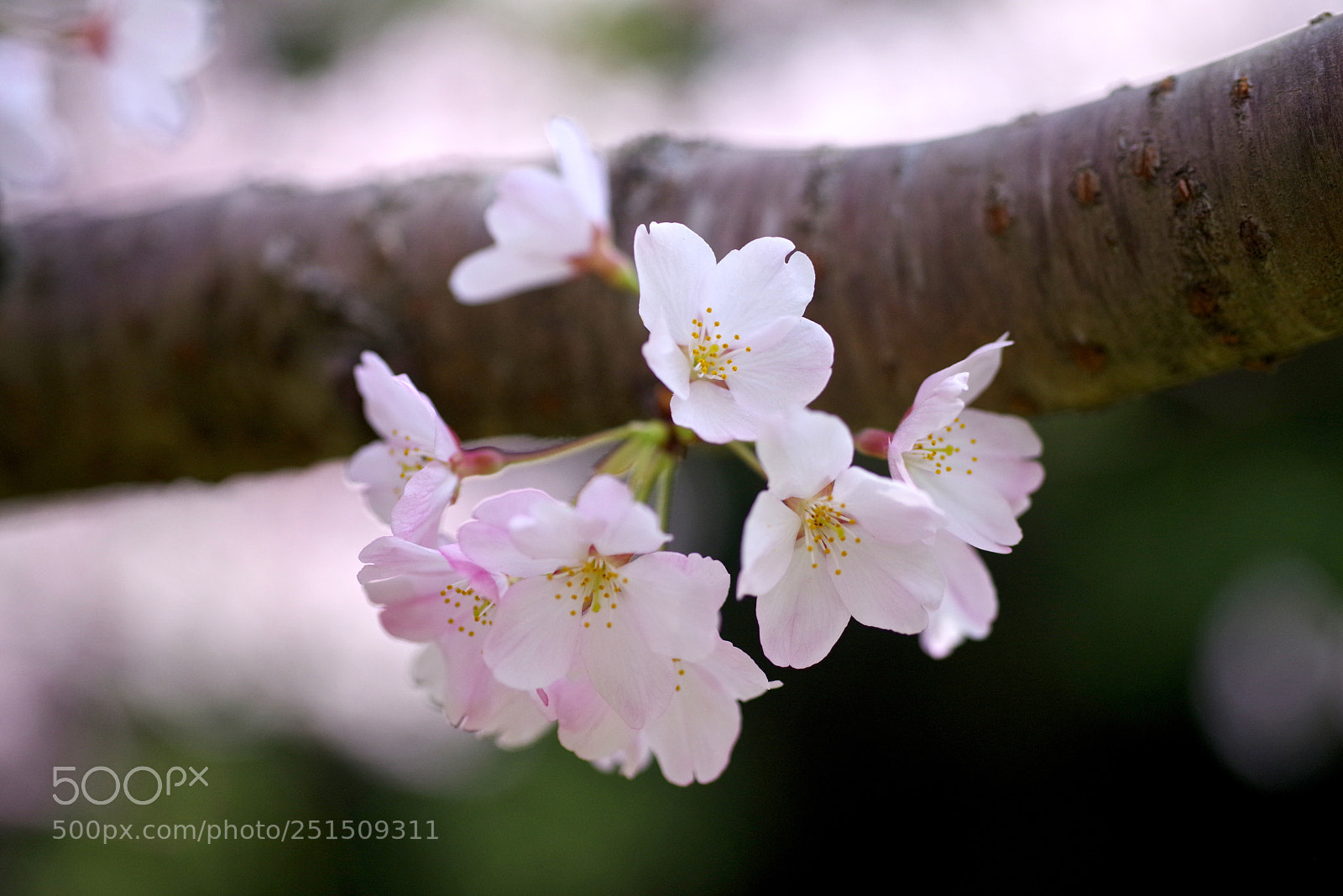 Pentax K-1 sample photo. Lovely cherry photography