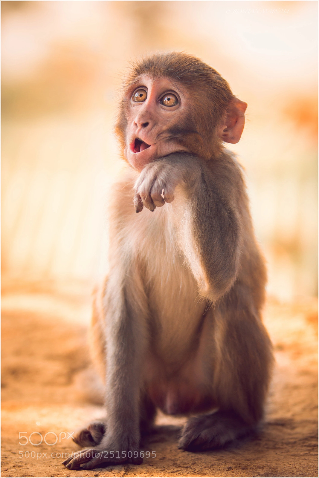 Canon EOS 70D sample photo. Monkey ? photography